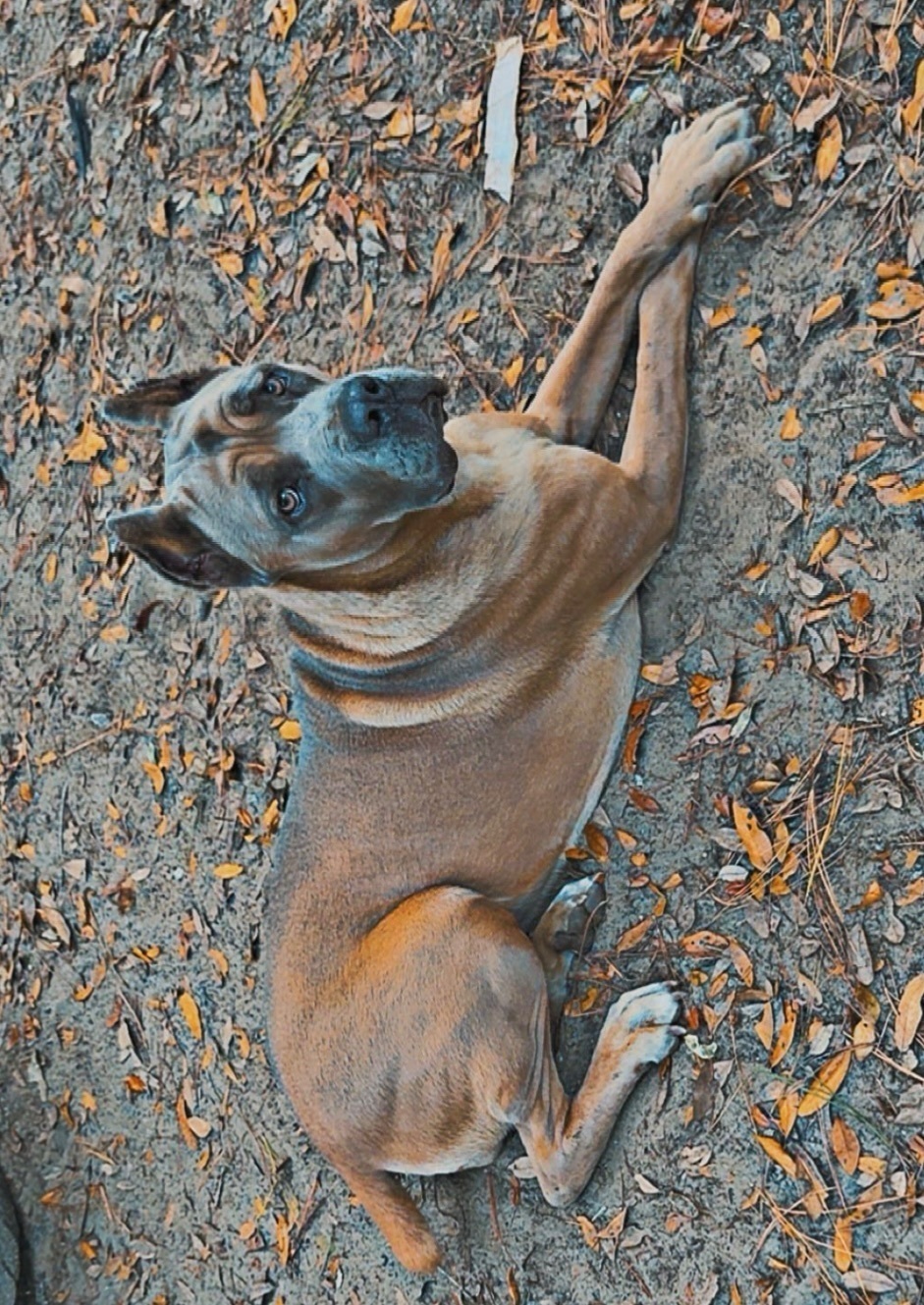 Sweet, Timid Dog Lost on Island Tank Rd