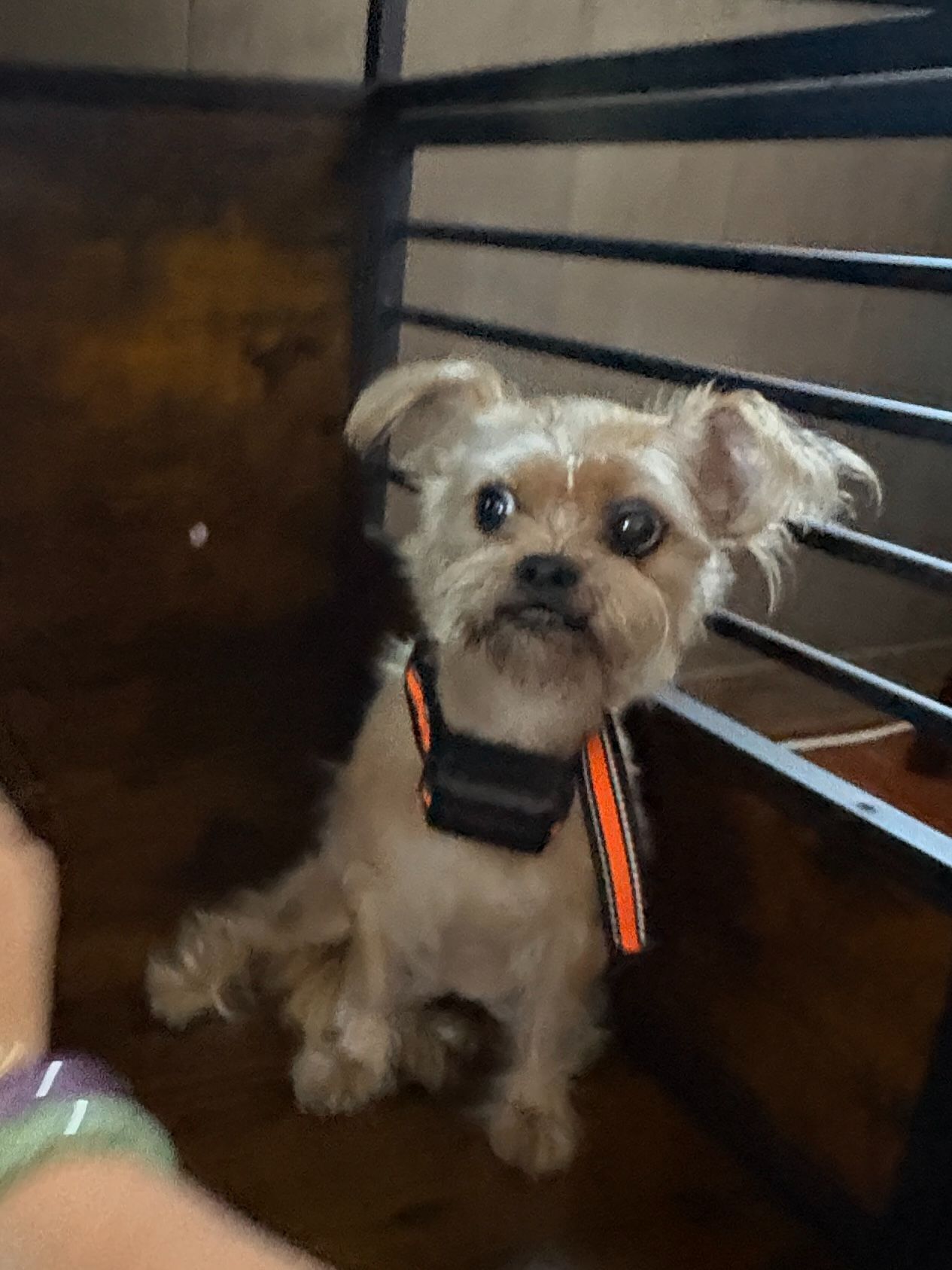 Lost Dog: Beige, Orange Collar, Waianae