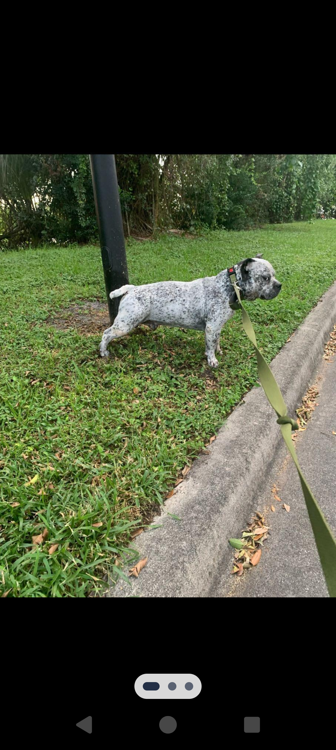 Lost American Bully on East Sample Rd