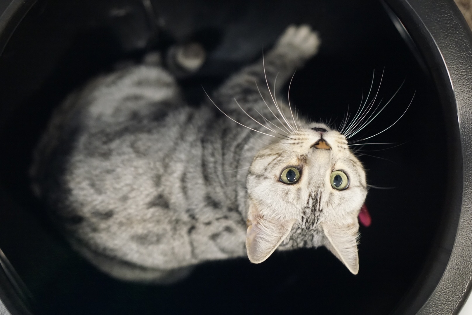 Lost Silver Bengal Cat: Chirpy & Unique