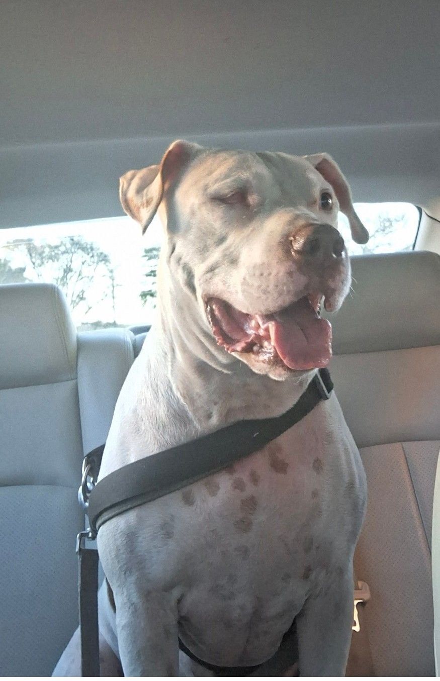 Lost Dog: One-Eyed Apollo in Carrollton