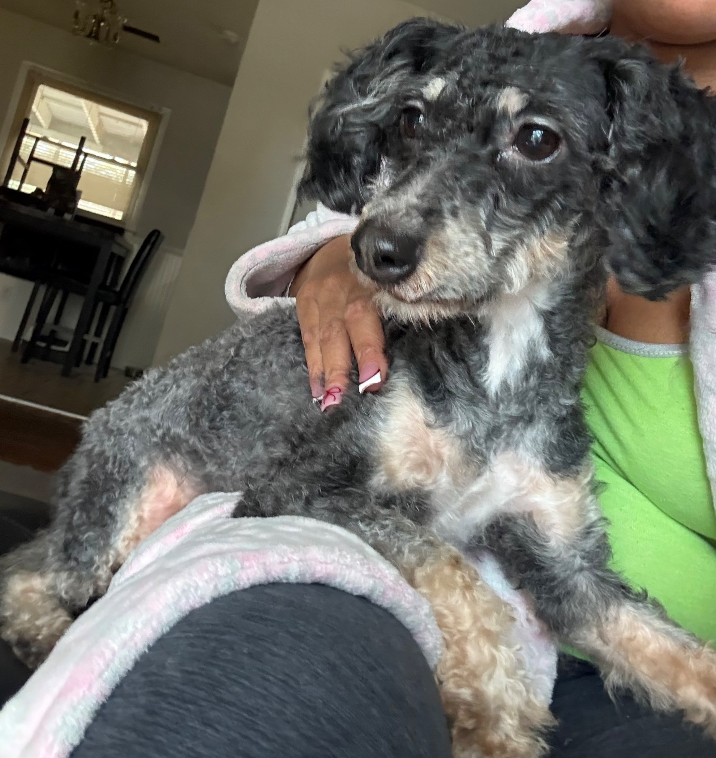 Lost Mini Poodle: Bentley on Riverview