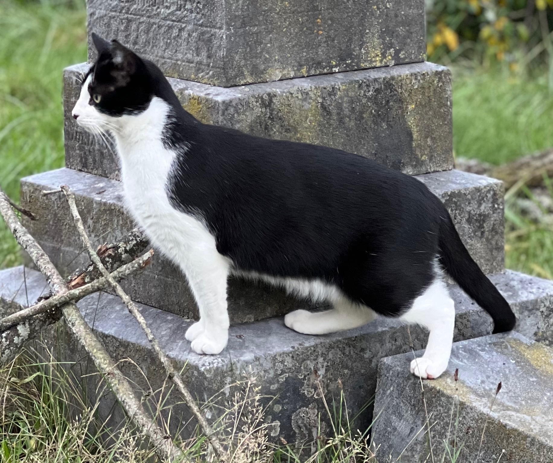 Lost Tuxedo Cat Near Lambertville Cemetery
