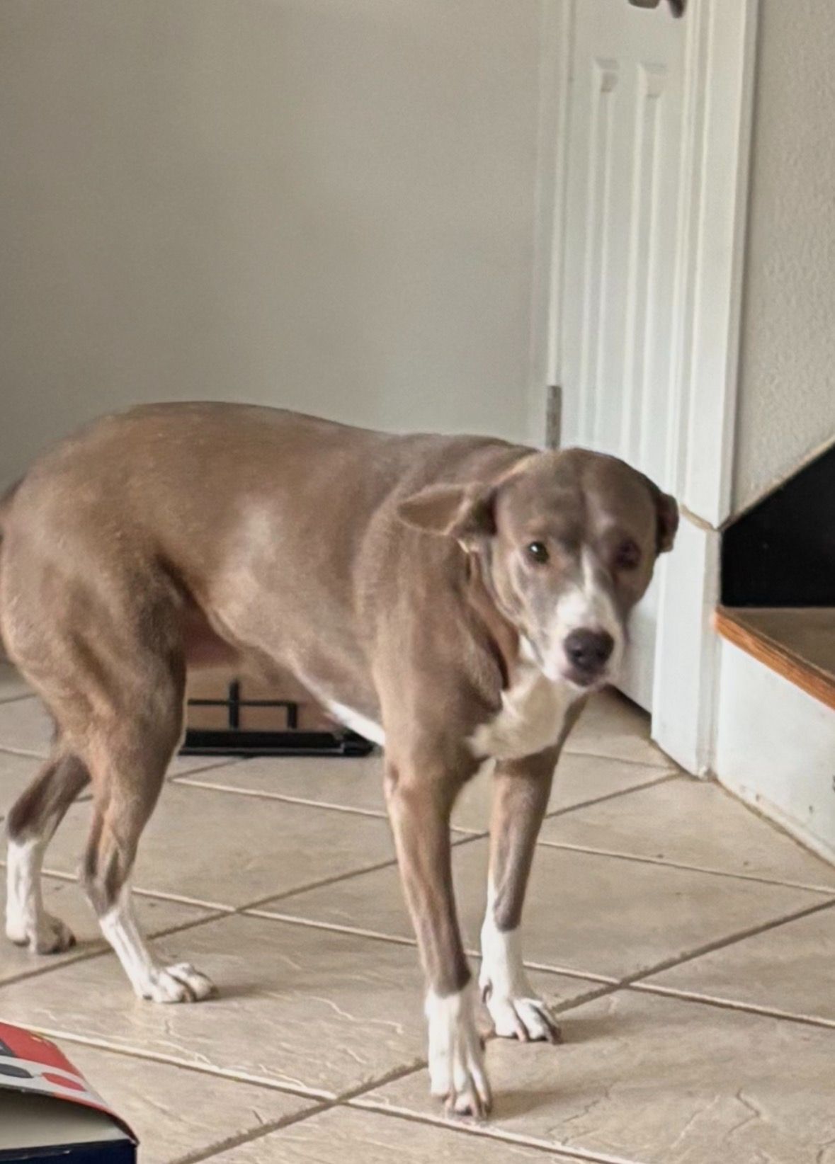 Lost Dog Near Cloister Apts, Arlington