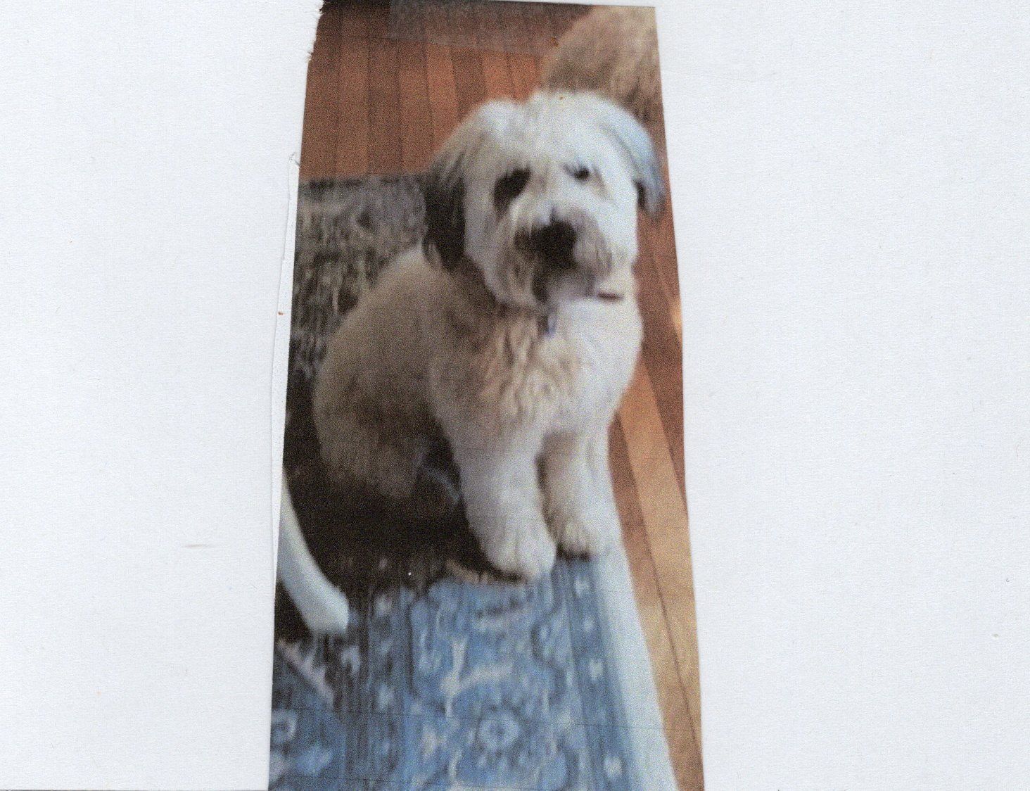 Lost Wheaten Terrier: Rossanley Dr, Medford