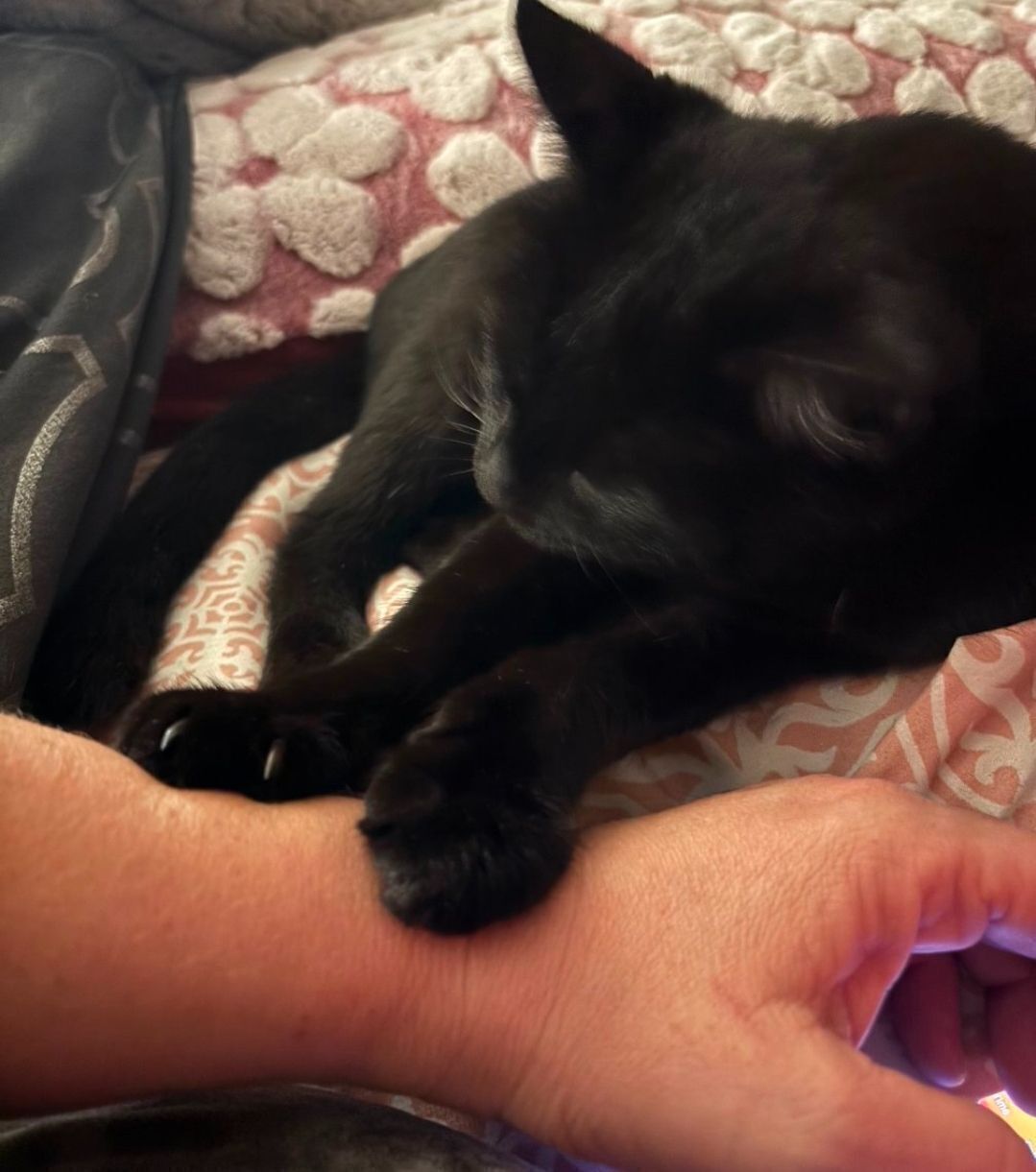 Missing: Pregnant Black Cat, Crawford Ave