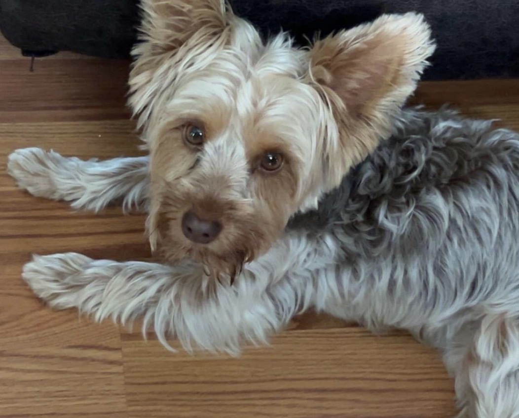 Missing Yorkie: Brown Female, Horton Rd