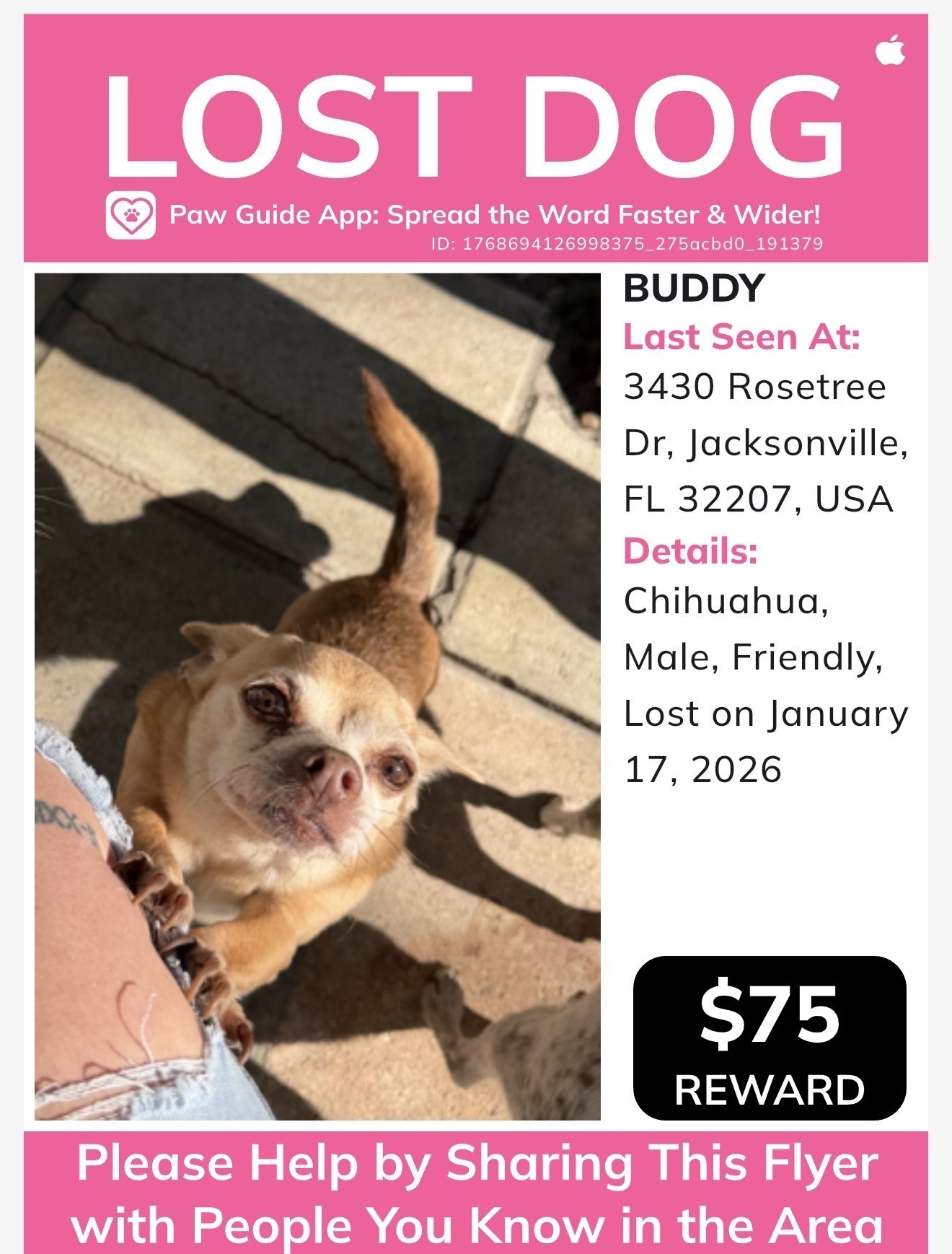 Lost Chihuahua: Sweet Brown Male, Jacksonville