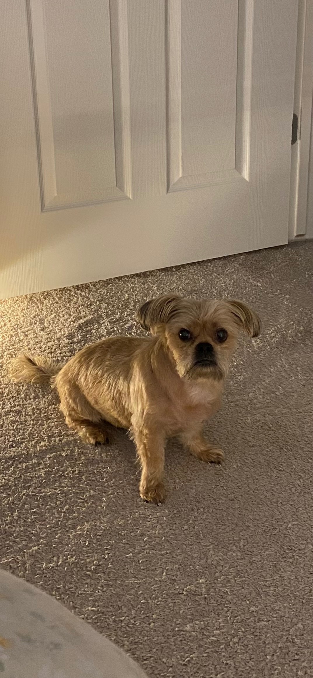 Lost Dog on Lakeview Drive, Macomb