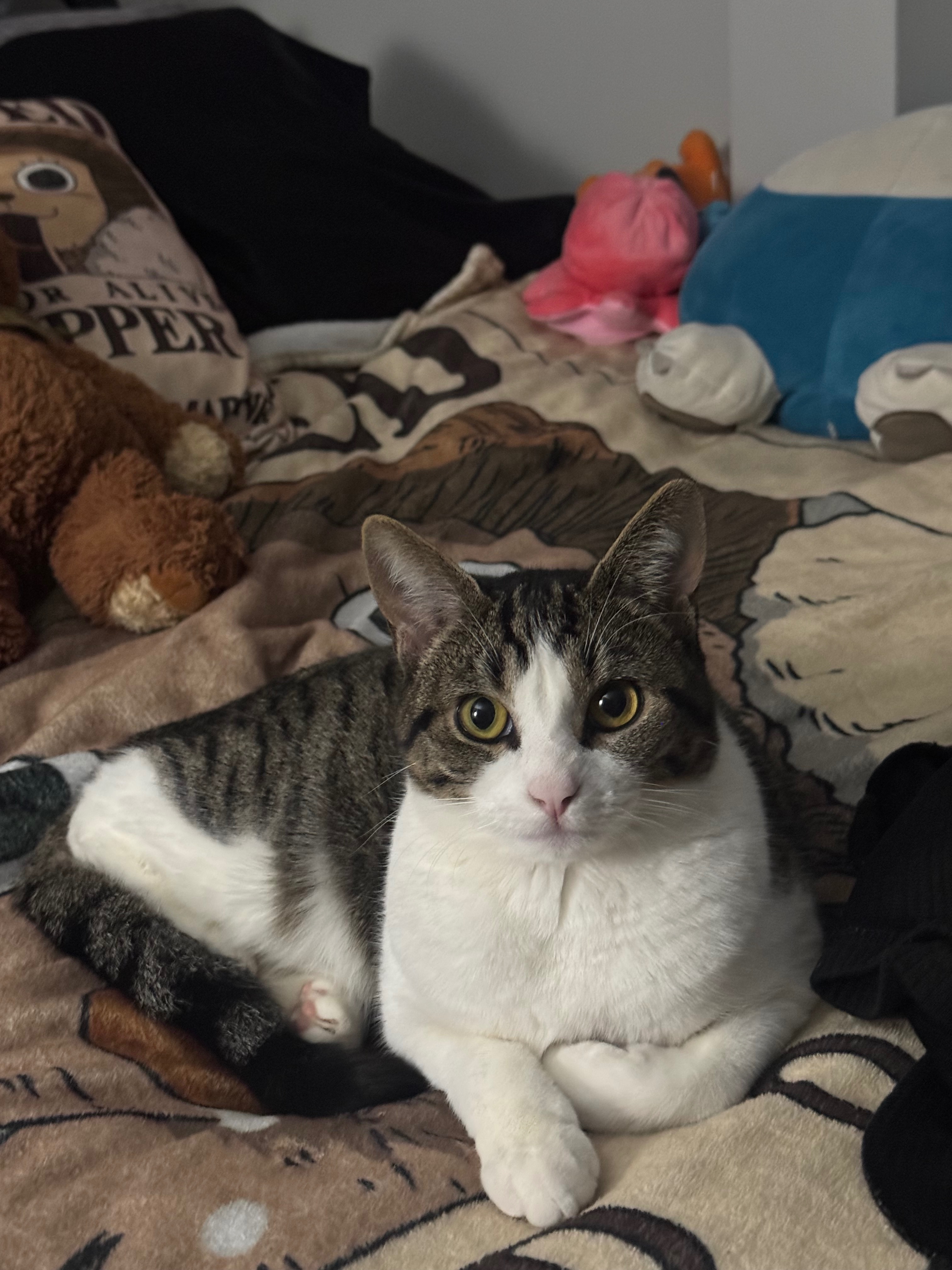 Lost Cat: Black/Gray Stripes, White Chest