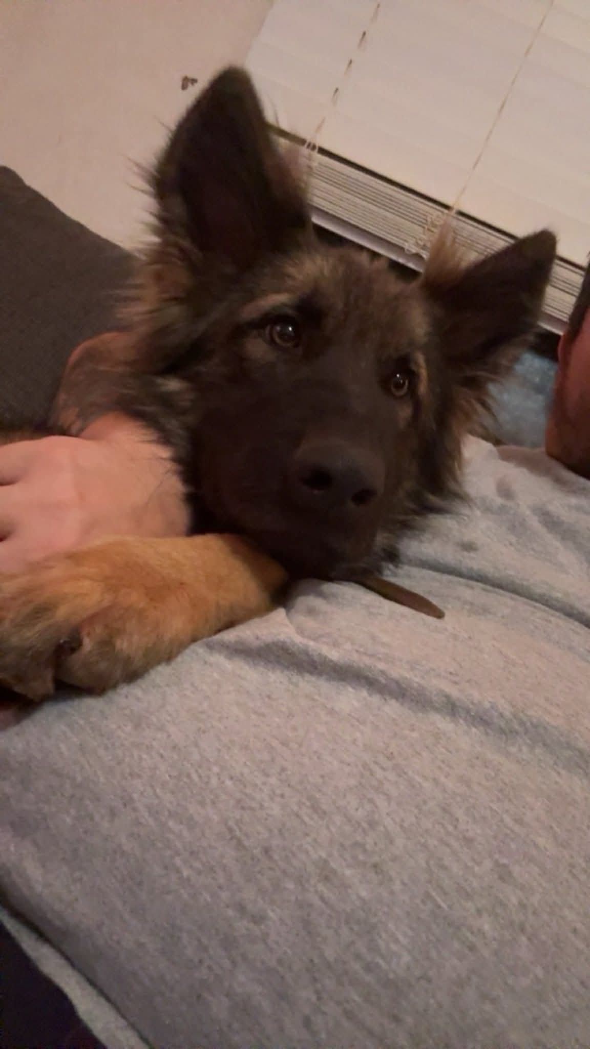 Missing: Duke the German Shepherd