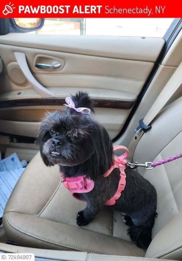 Lost Black Dog Fiona in Schenectady