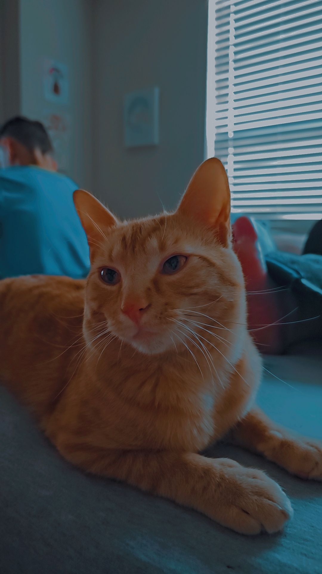 Lost Orange Tabby: Grootsie Pootsie