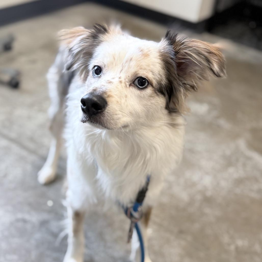 Lost: Small Brown & White Dog in St. Cloud