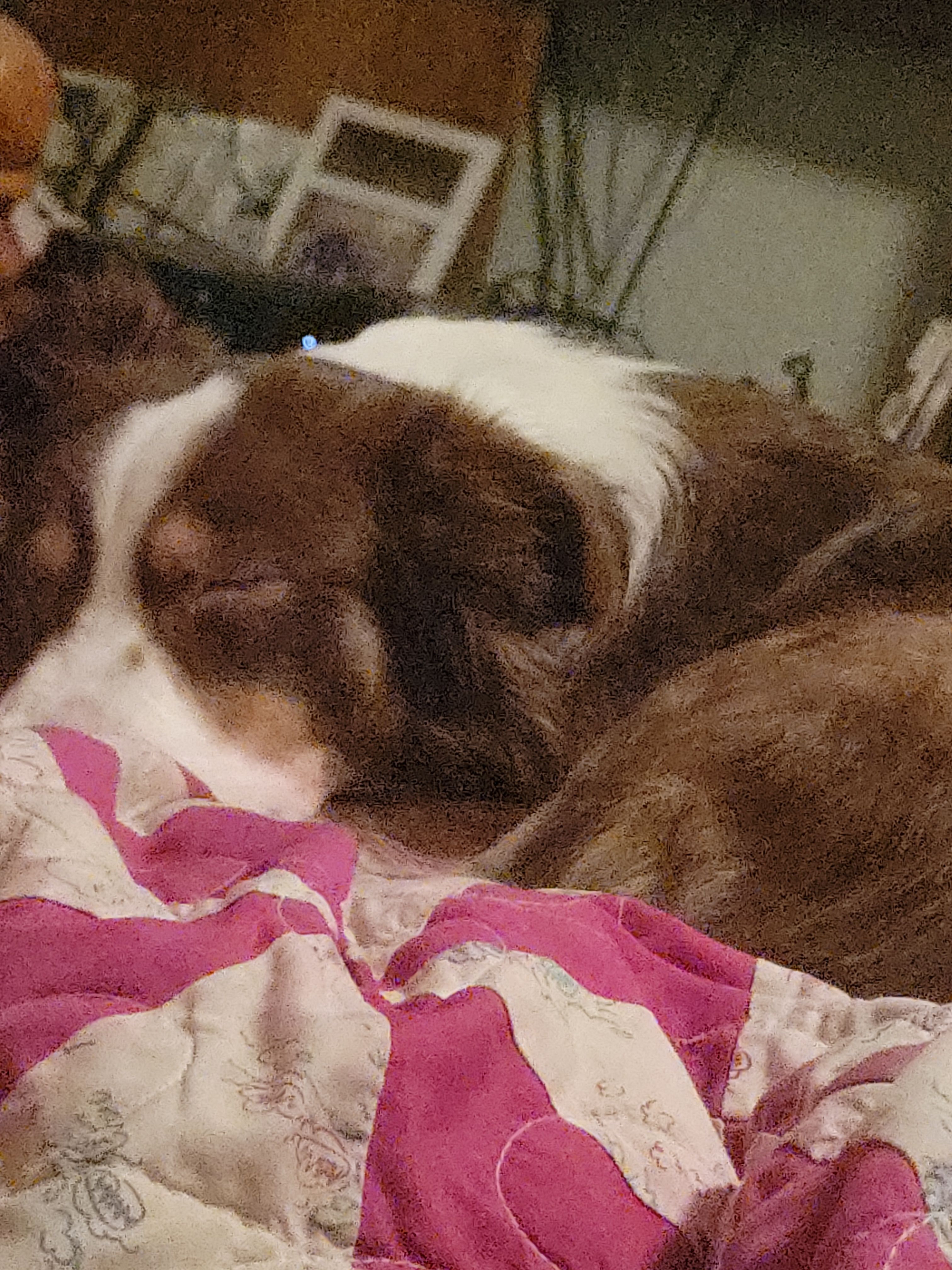 Missing Australian Shepherd in Brookland