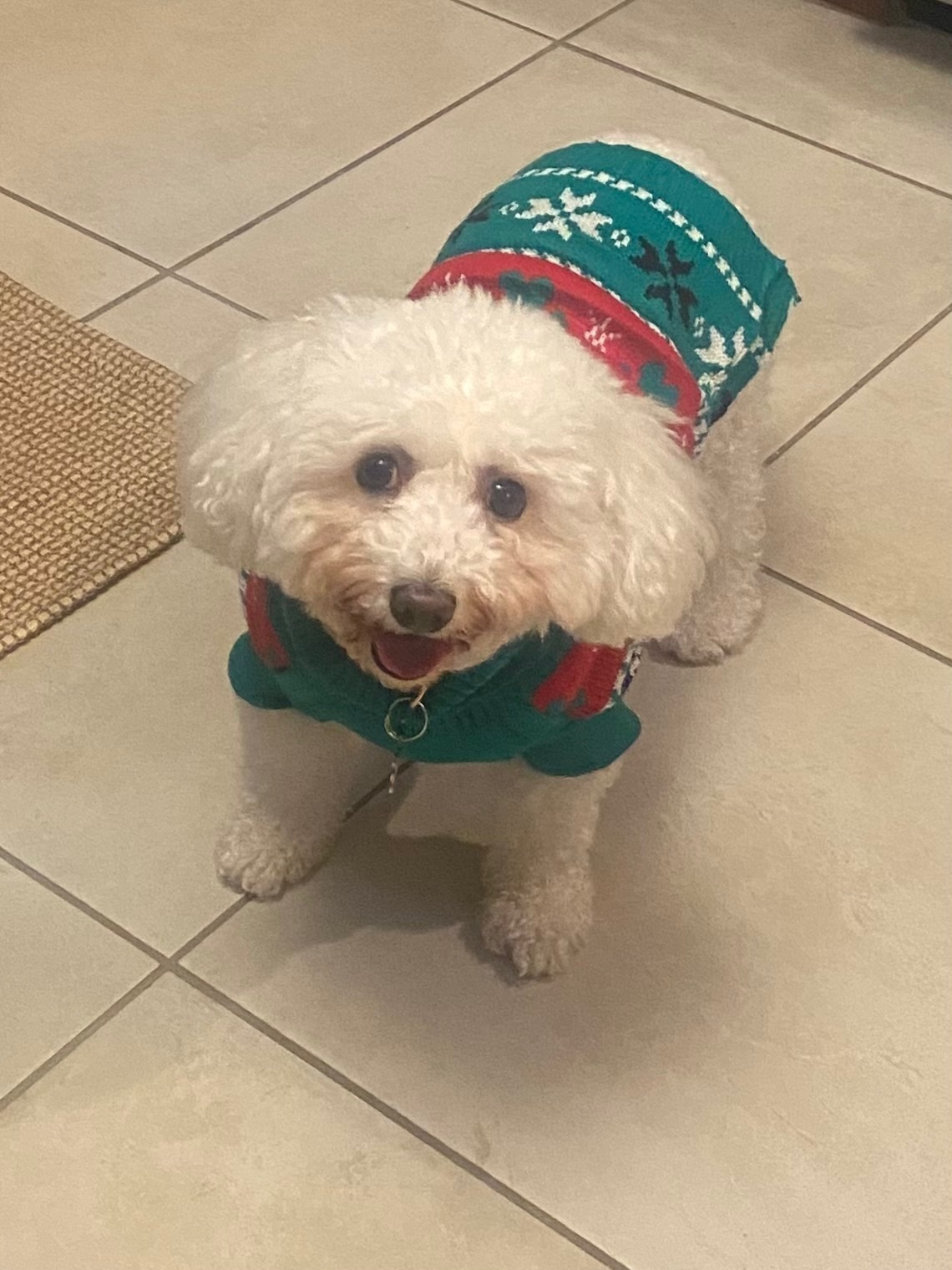 Lost Skittish Poodle Mix on We...