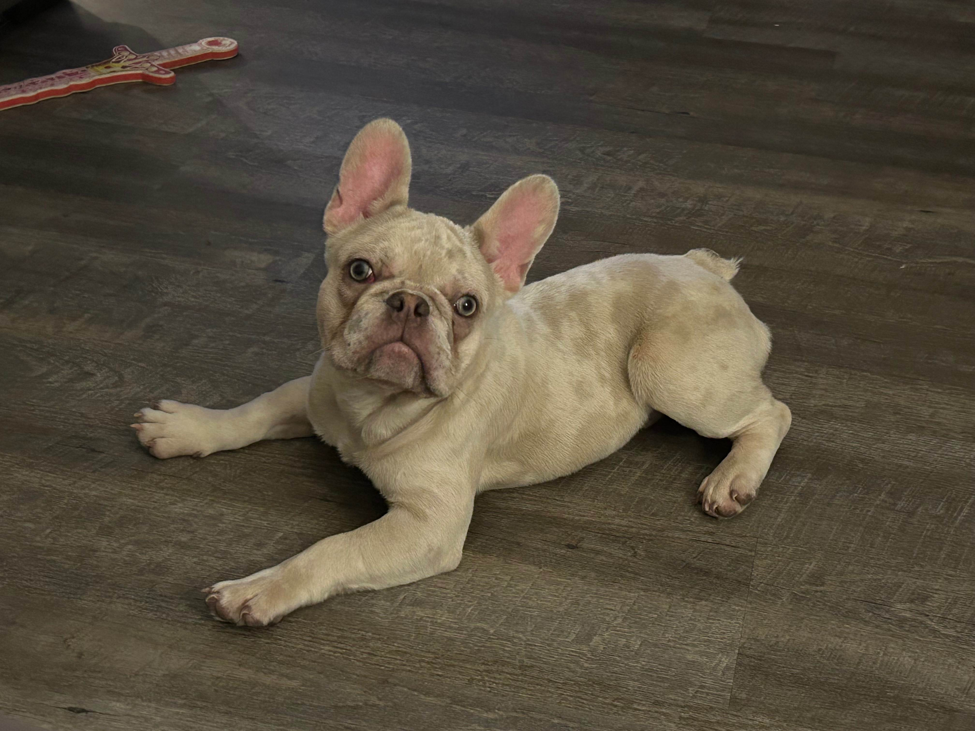 Lost Puppy: Light Cream Merle Cena