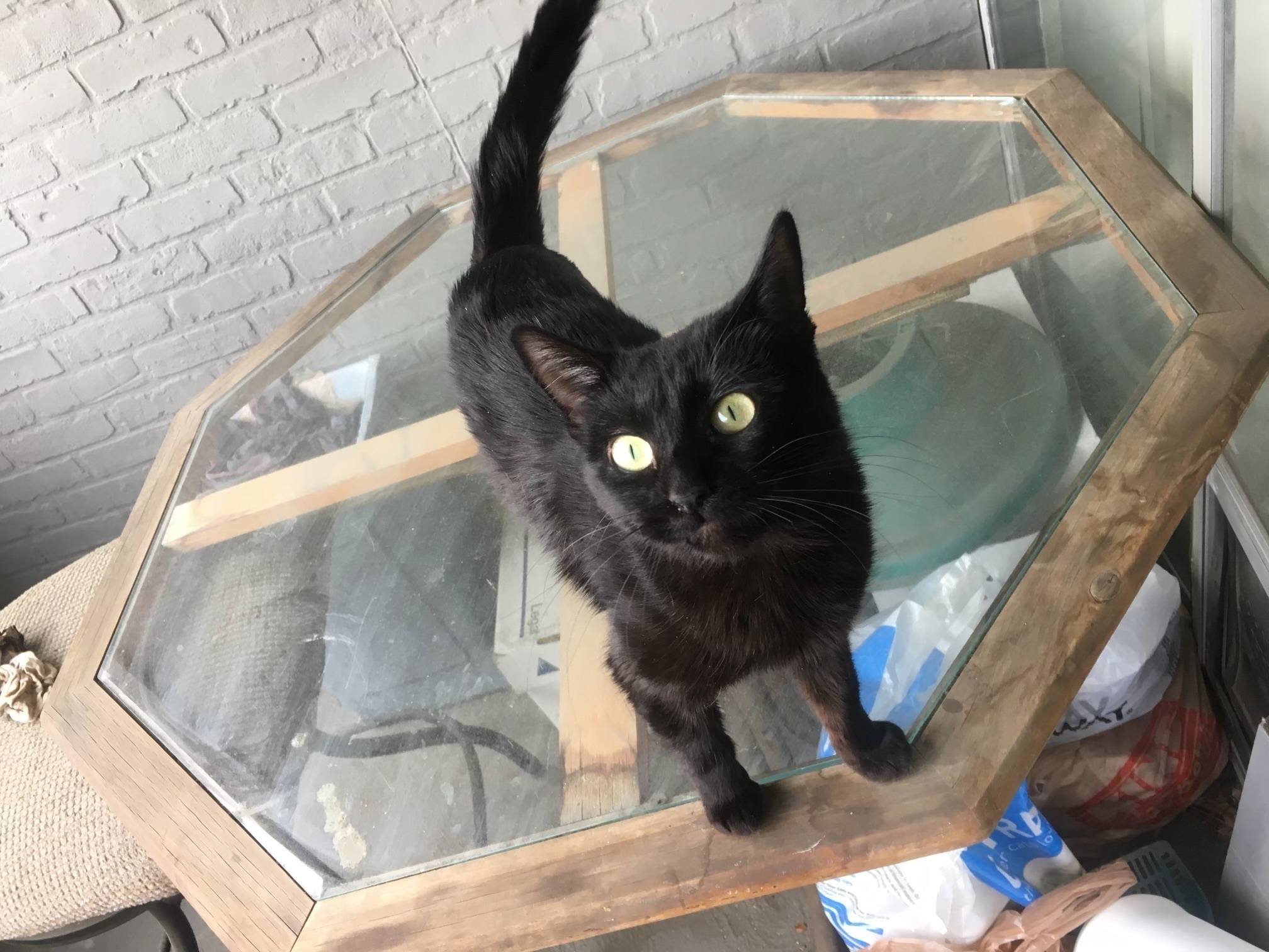Lost Black Cat: Green Eyes, Microchipped
