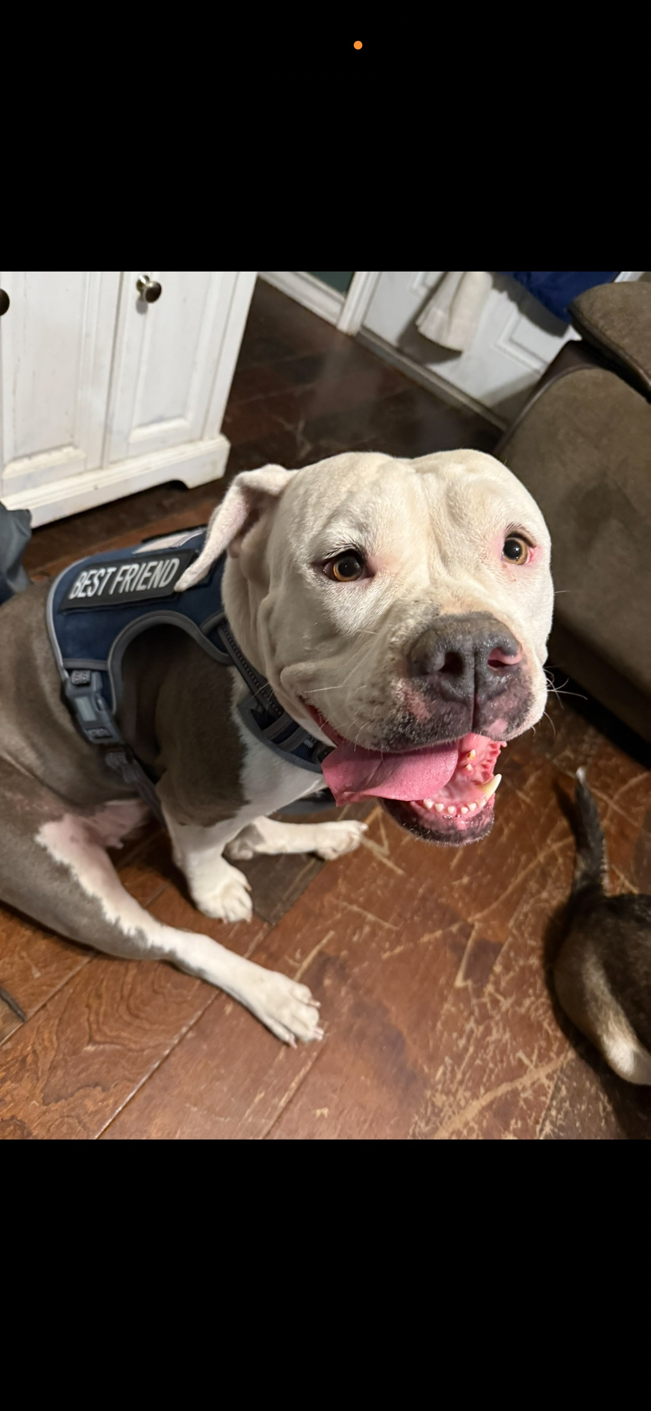 Missing Grey & White Dog in San Antonio