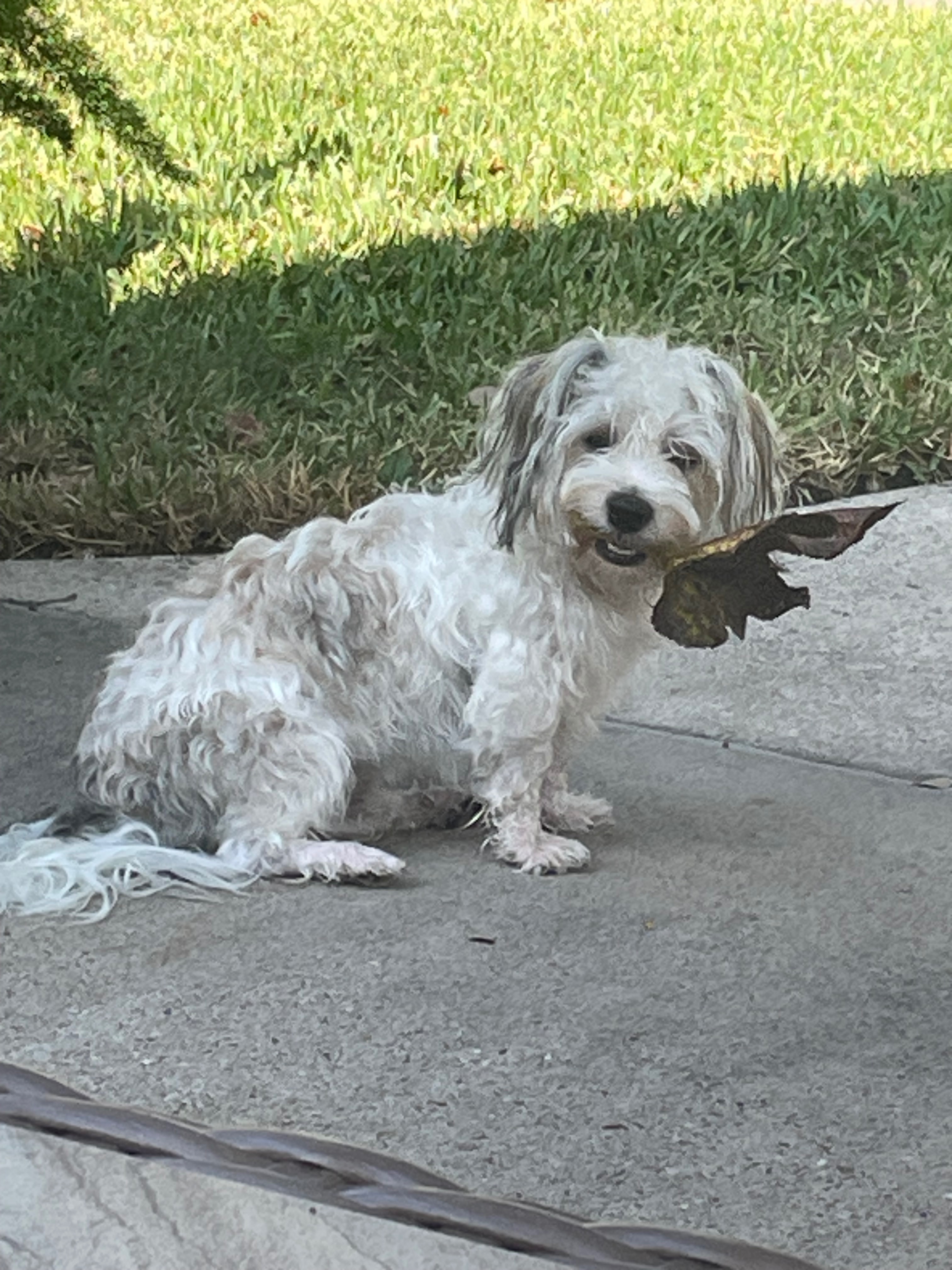 Lost Dog: White with Brown Ears in Houston