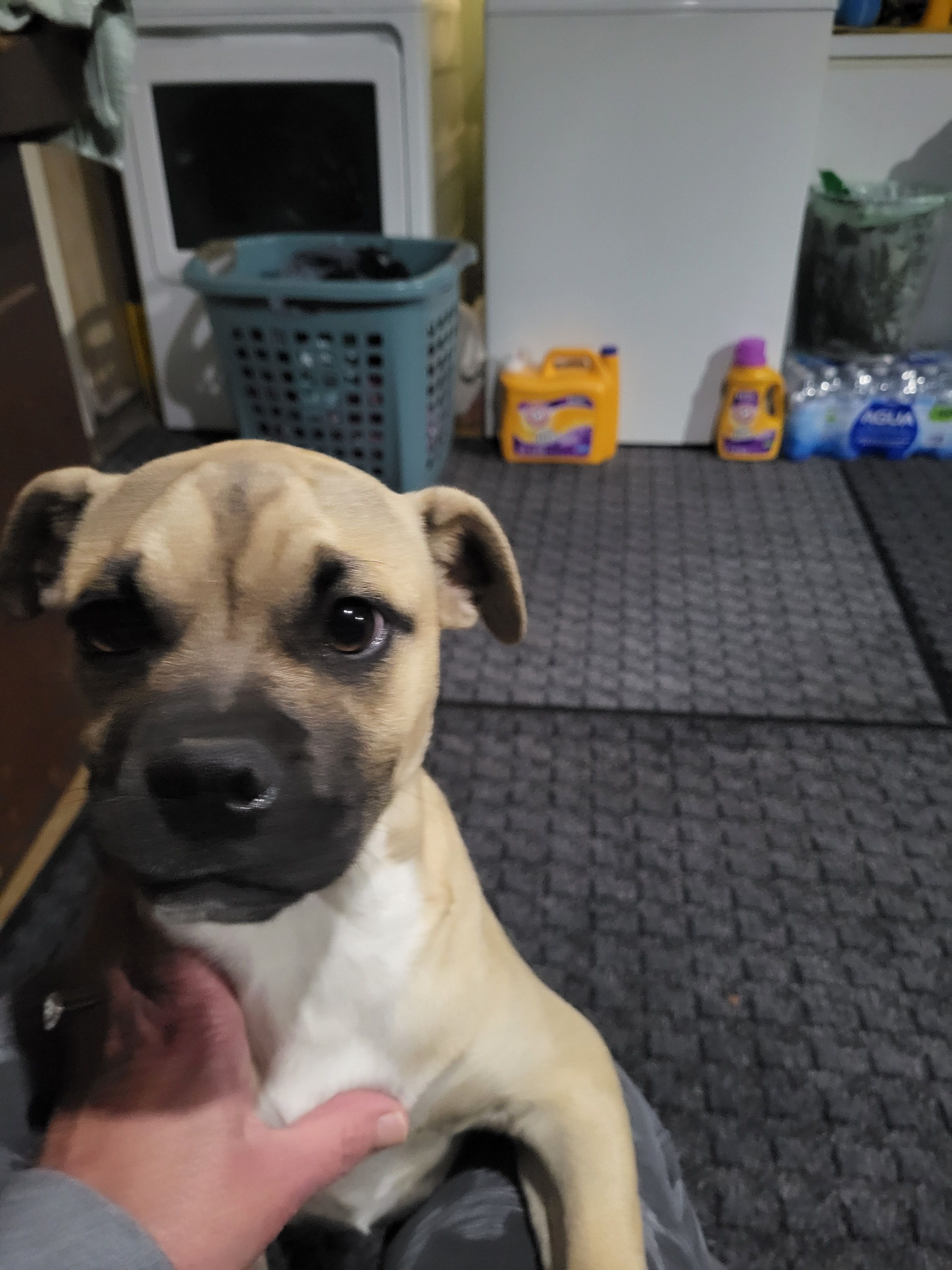 Found Dog: Cream & Brown on Pa...