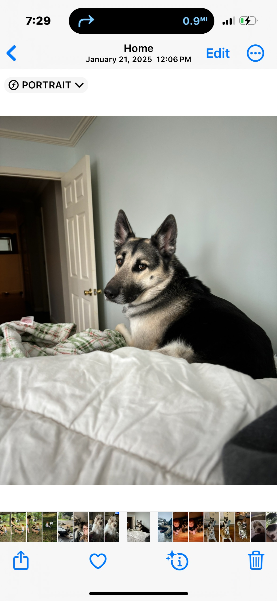 Lost Dog: Odin, German Shepherd Husky Mix