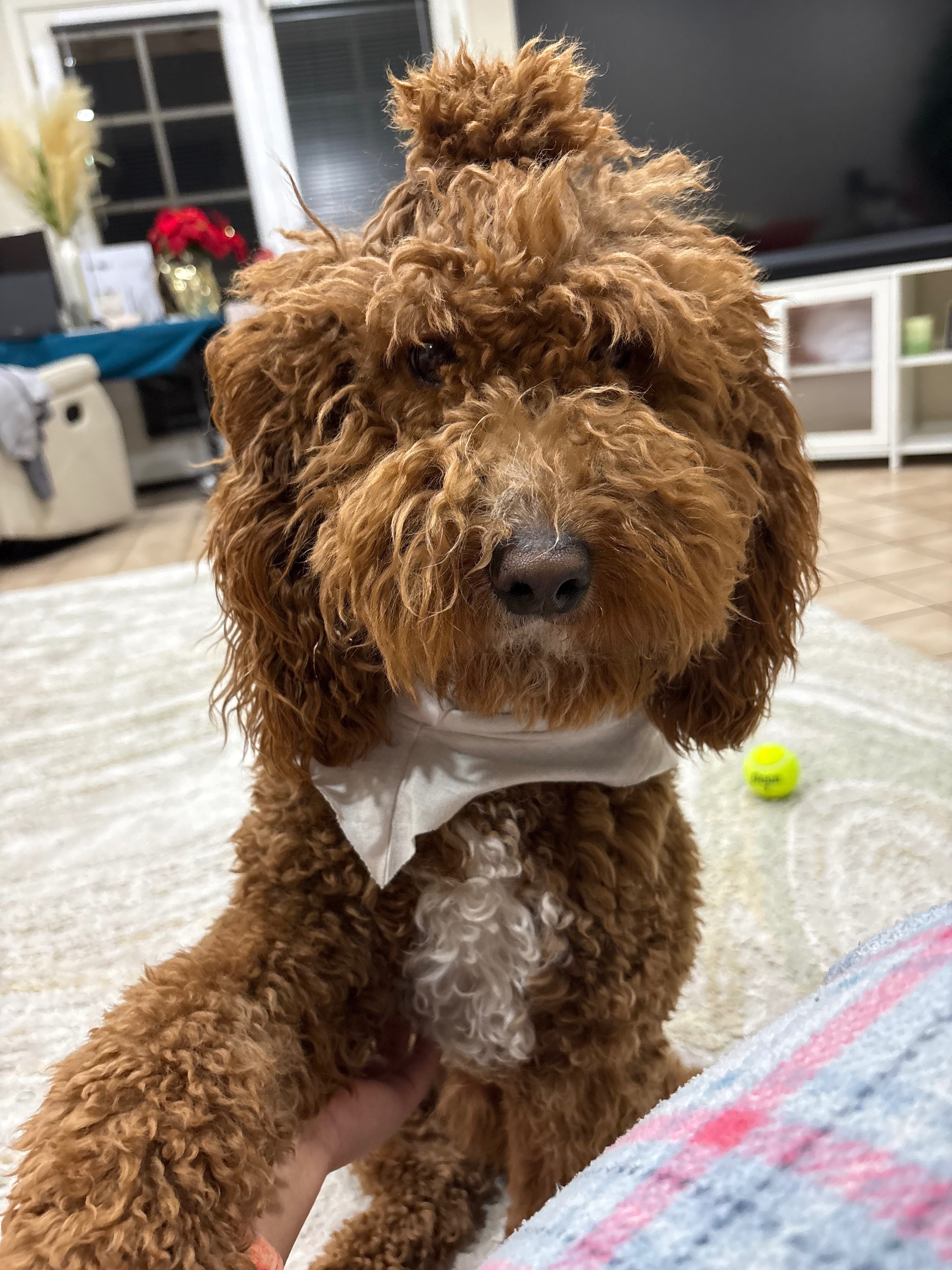 Lost Brown Dog with Blue Collar in Chandler