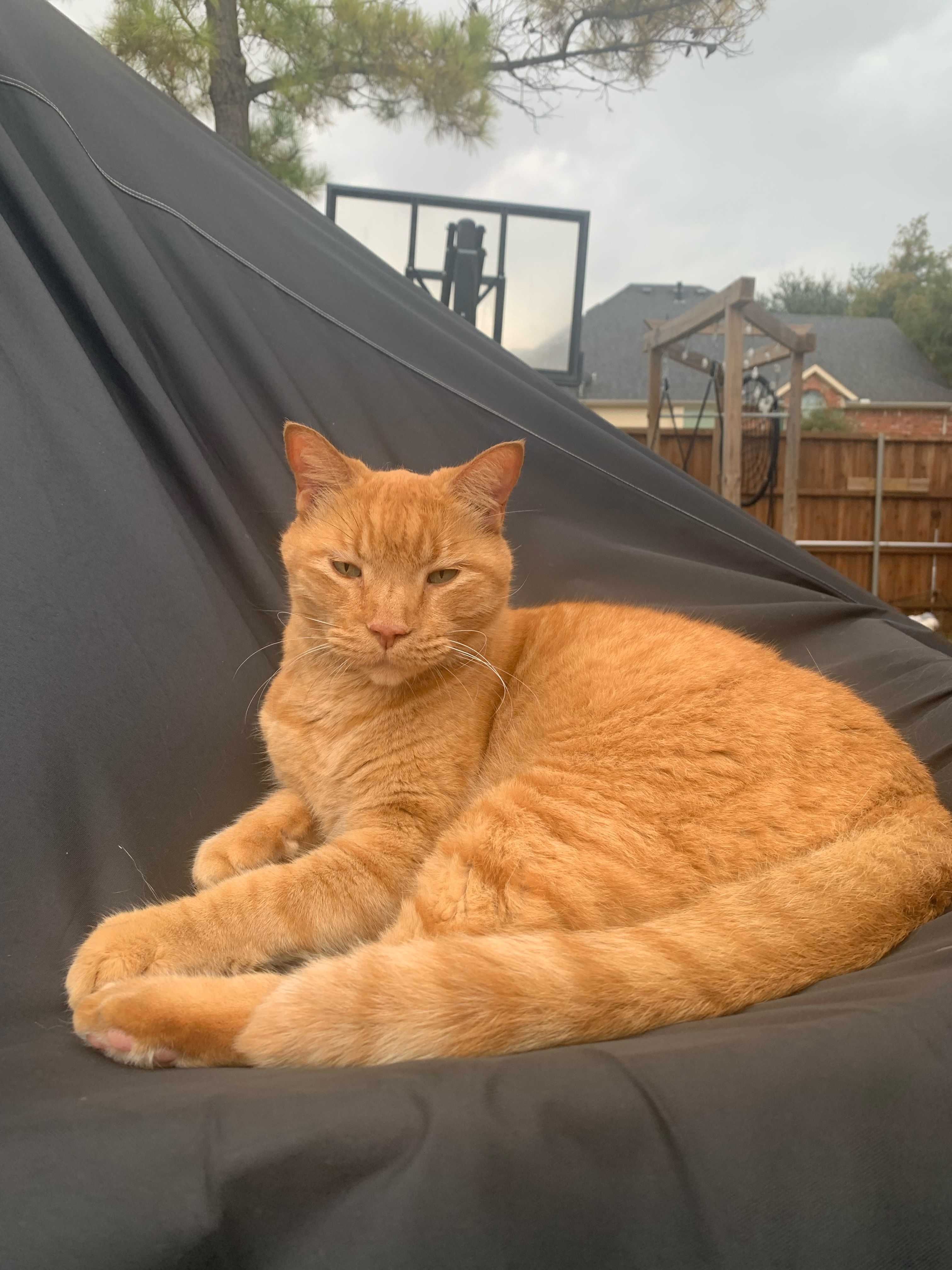 Lost Orange Cat: Misty Ridge, Rockwall