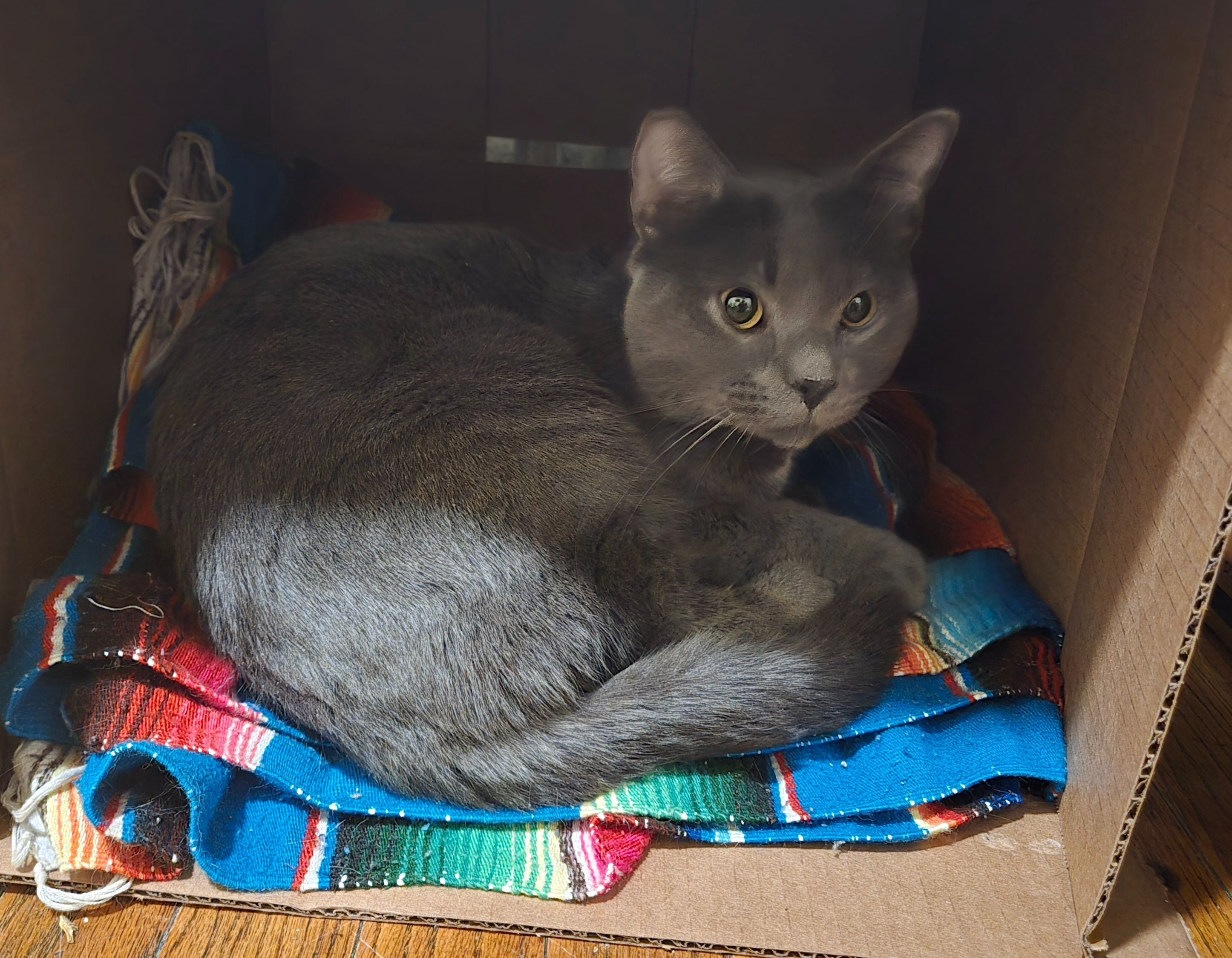 Friendly Gray Cat Found on Lar...