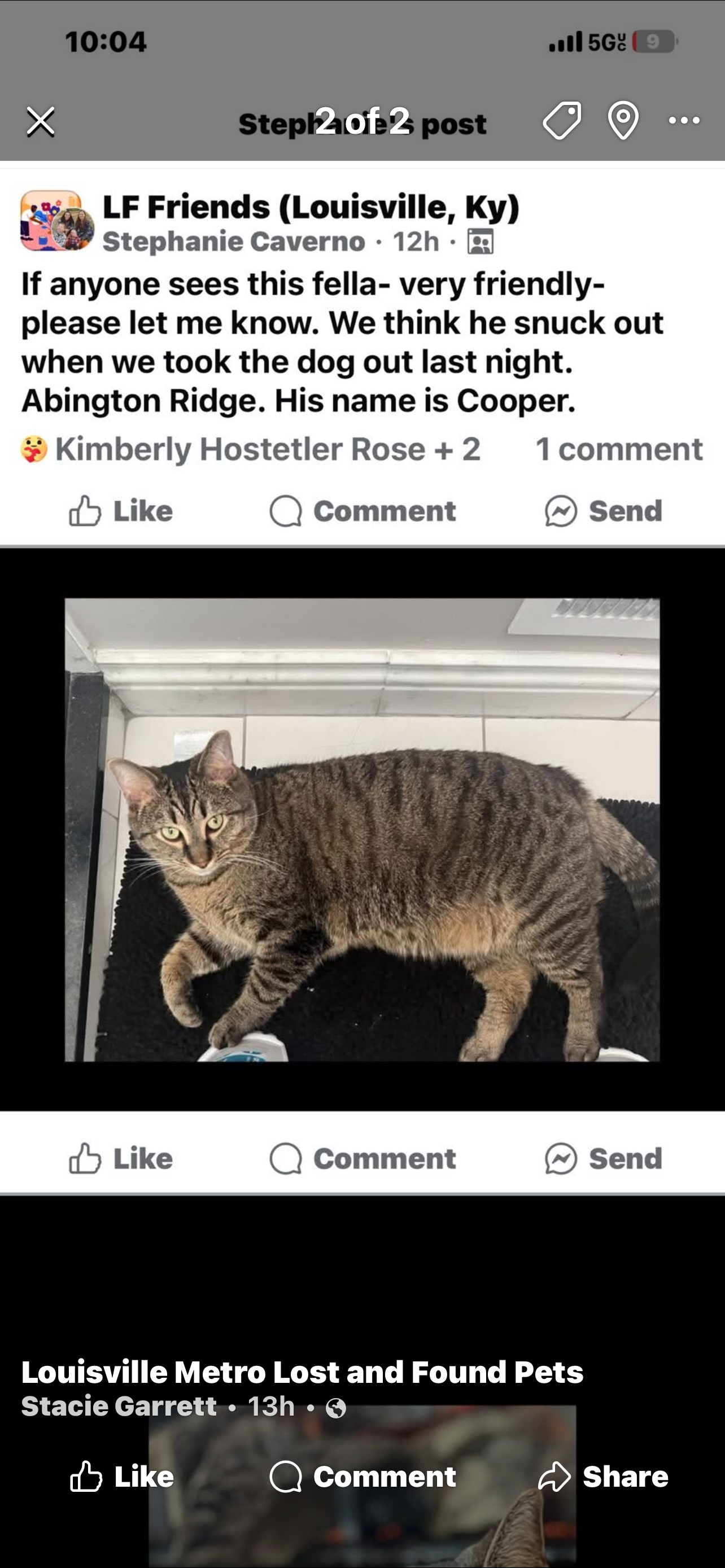 Lost Cat in Abington Ridge, Lo...