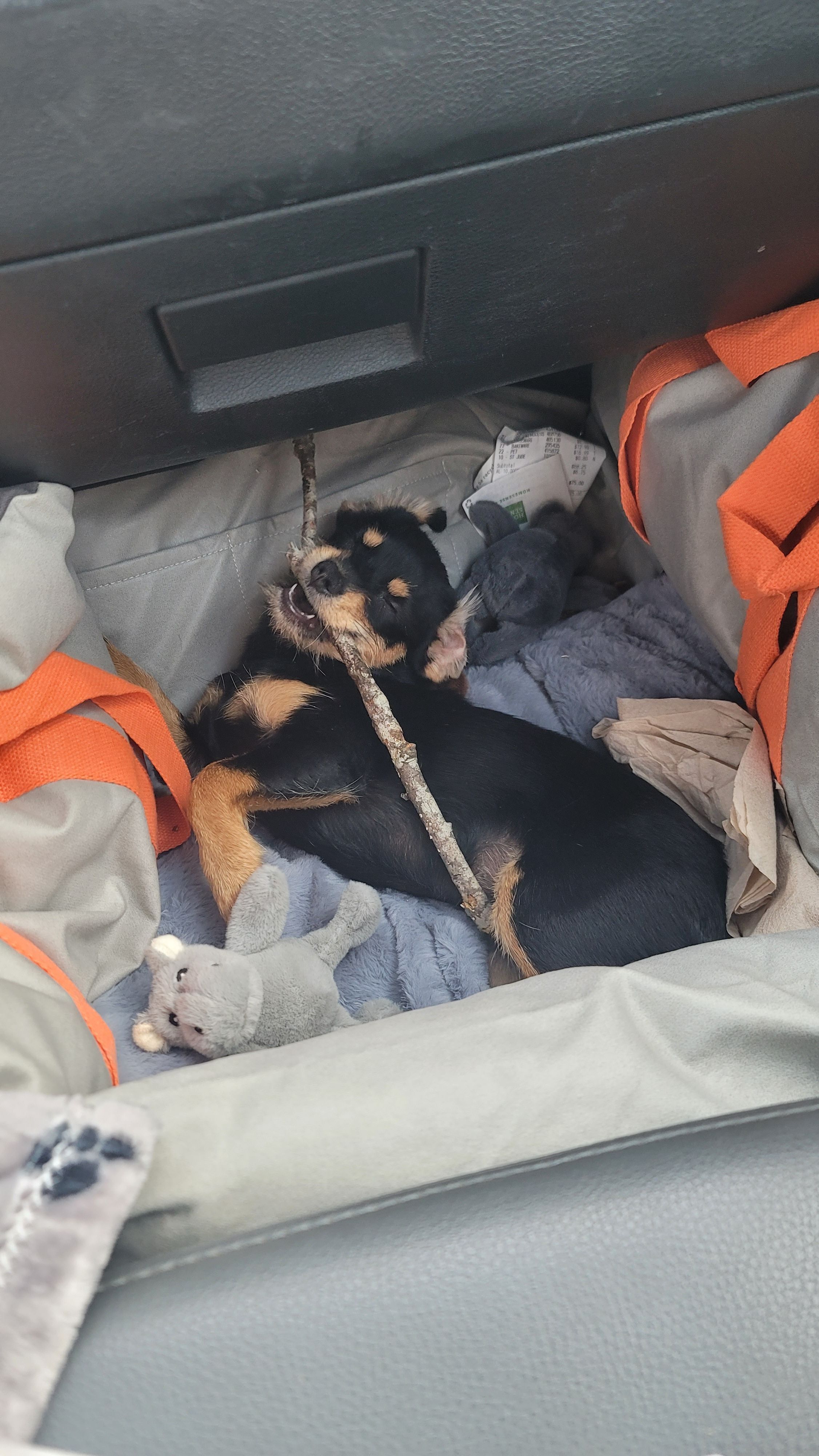 Lost Black Dog: Anxious, No Harness