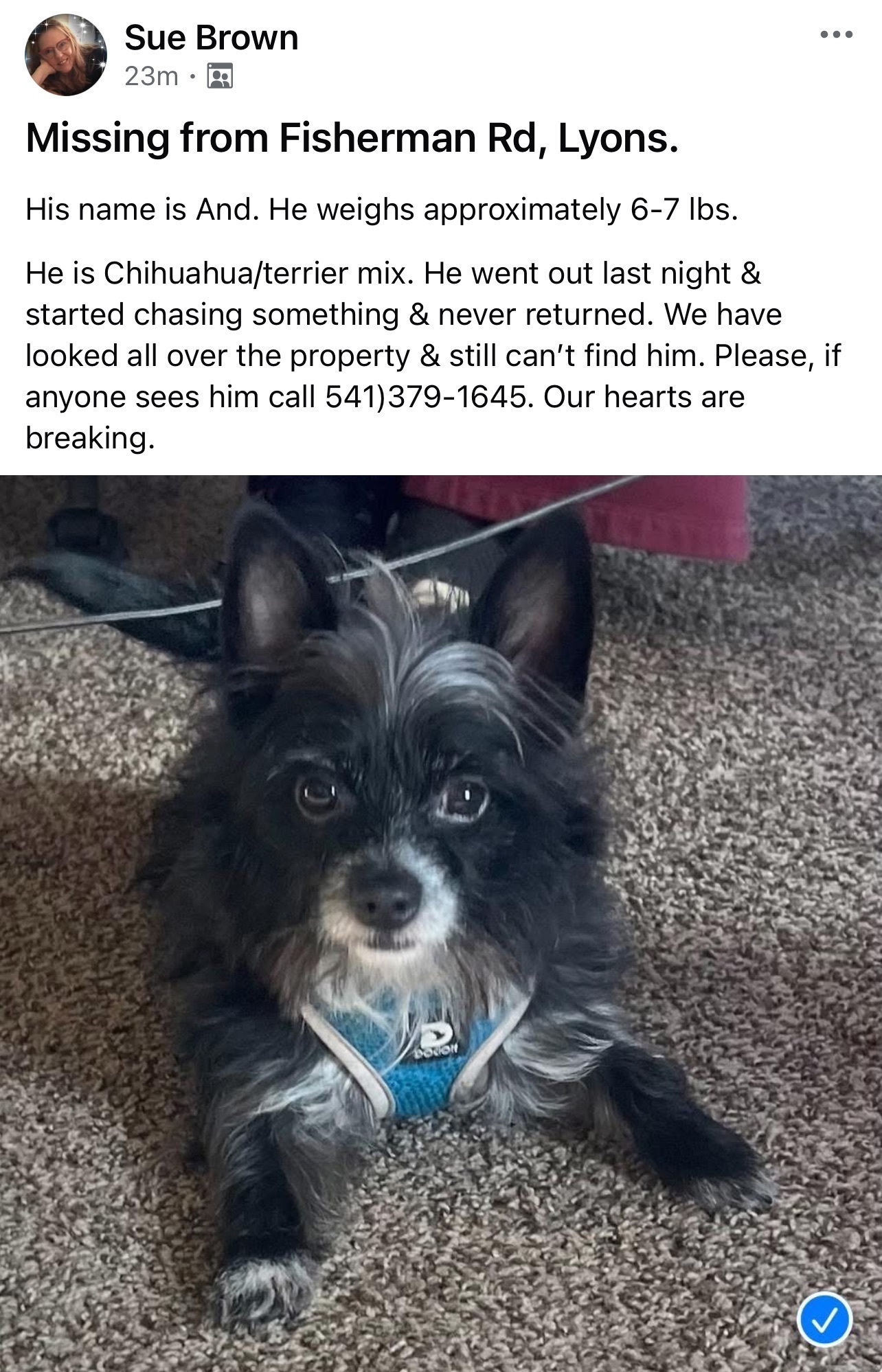Lost Chihuahua/Terrier Mix on Jan 22