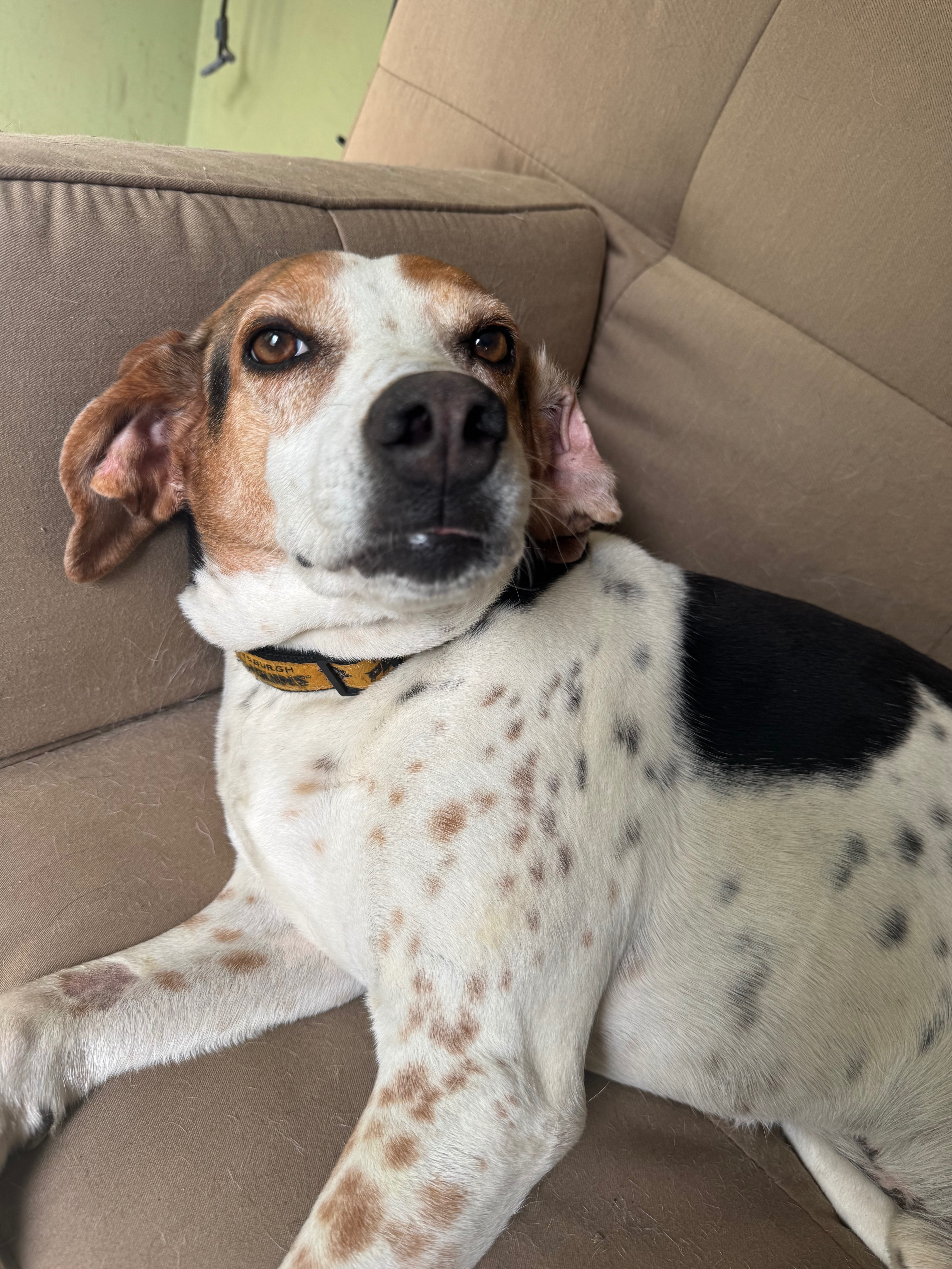 Lost Coonhound: Shy, Friendly, & Spotted