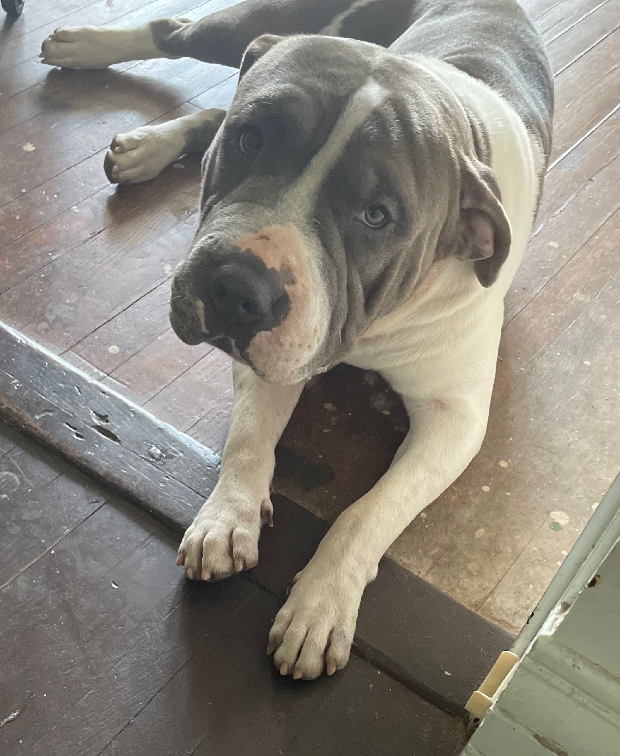 Lost Blue & White Pitbull in Florida