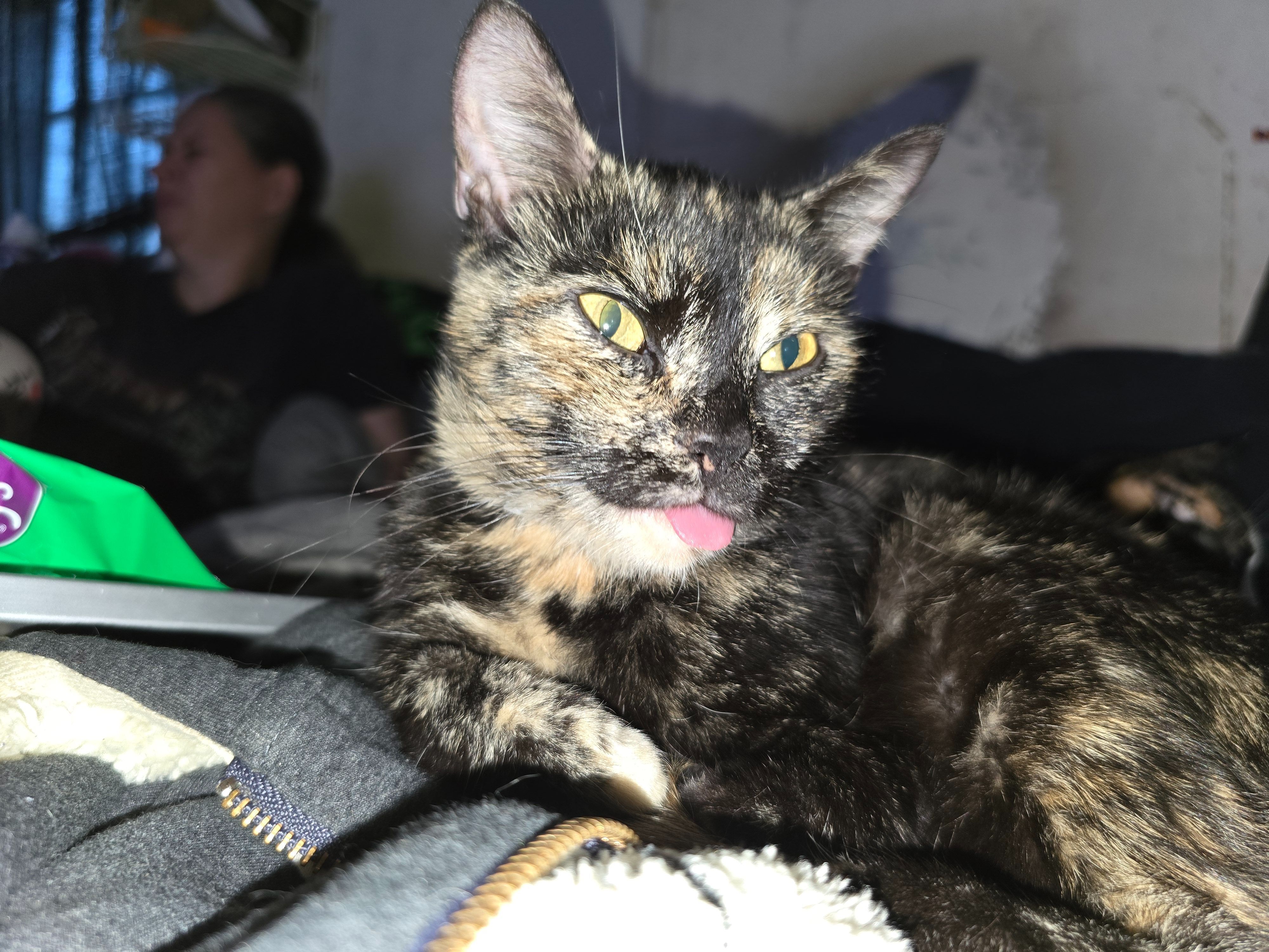 Lost Shy Cat in Heat - Ford Rd...