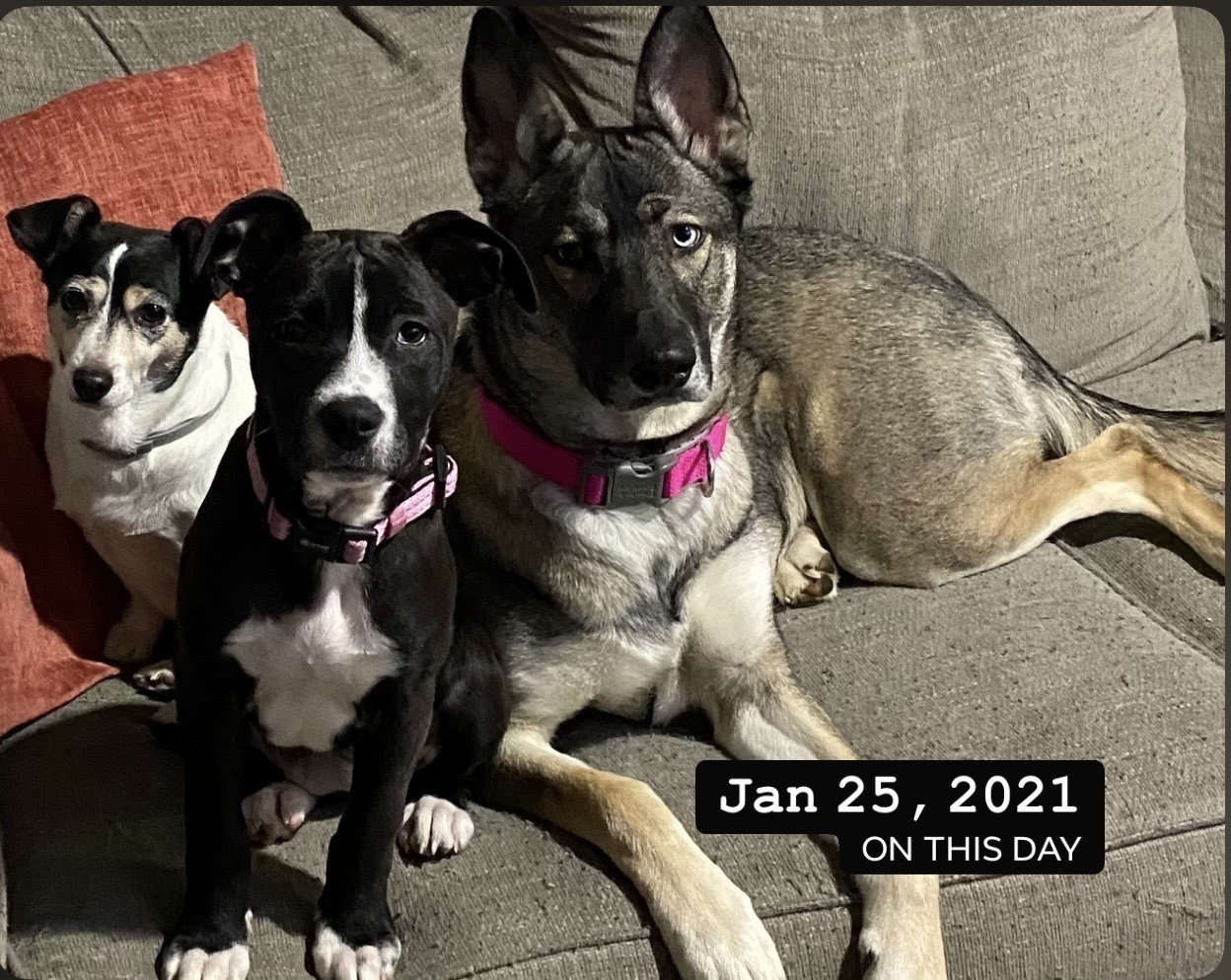 Help Find Kylie: Unique-Eyed Support Dog