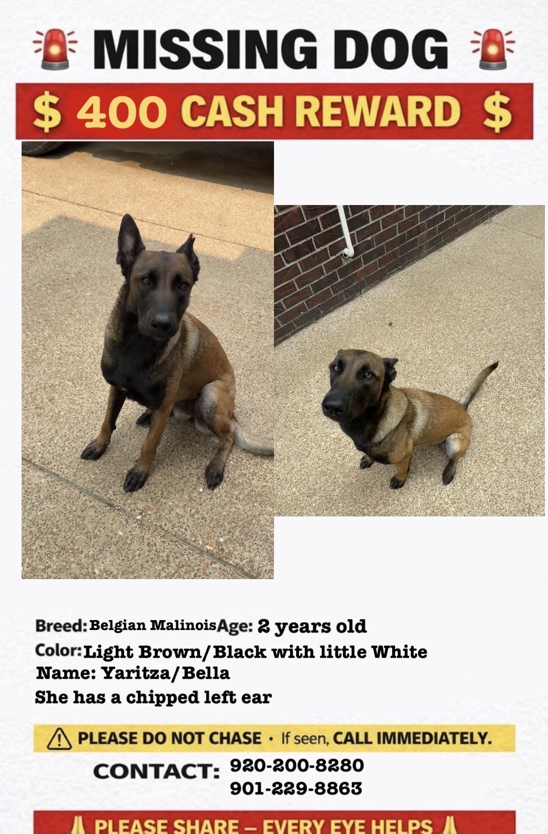 Lost Dog in Memphis: Brown/Black/White