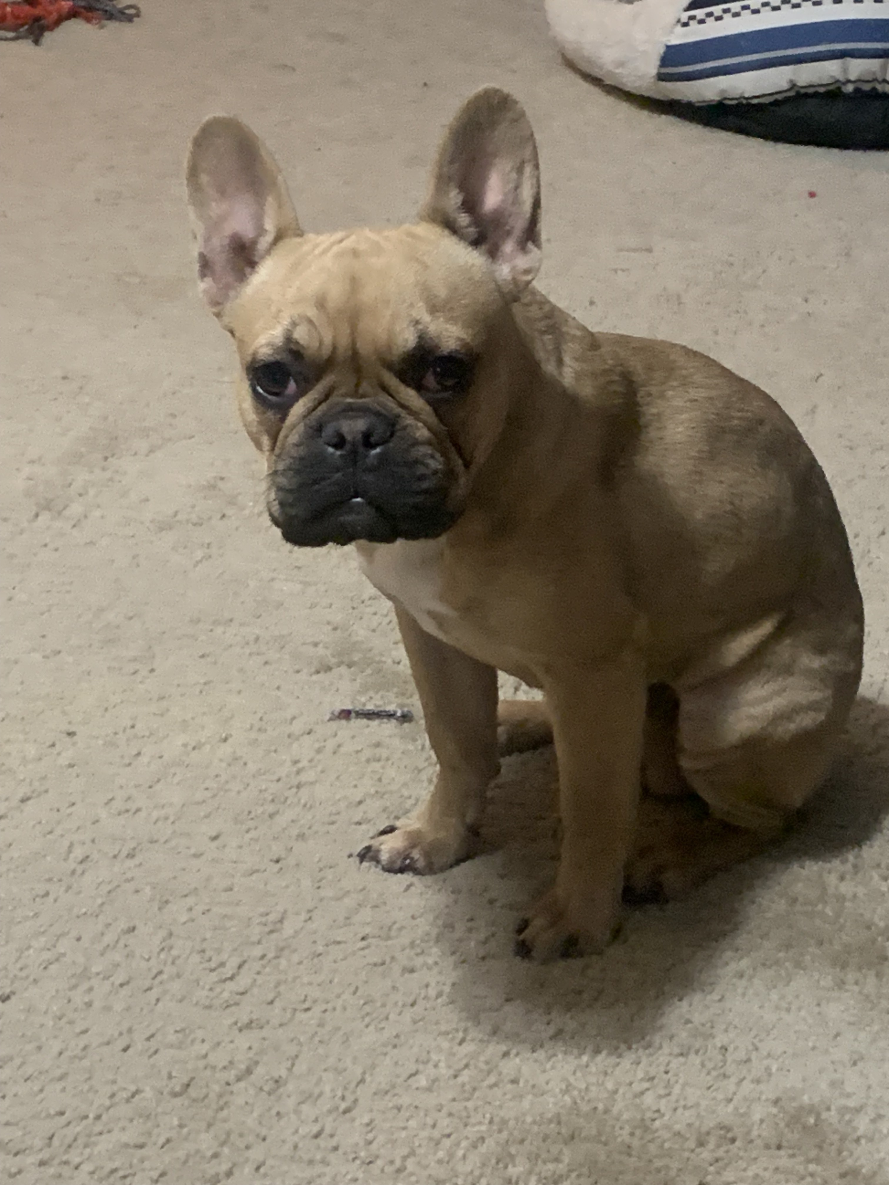 Lost Dog: White Patch, Lake Shore Dr