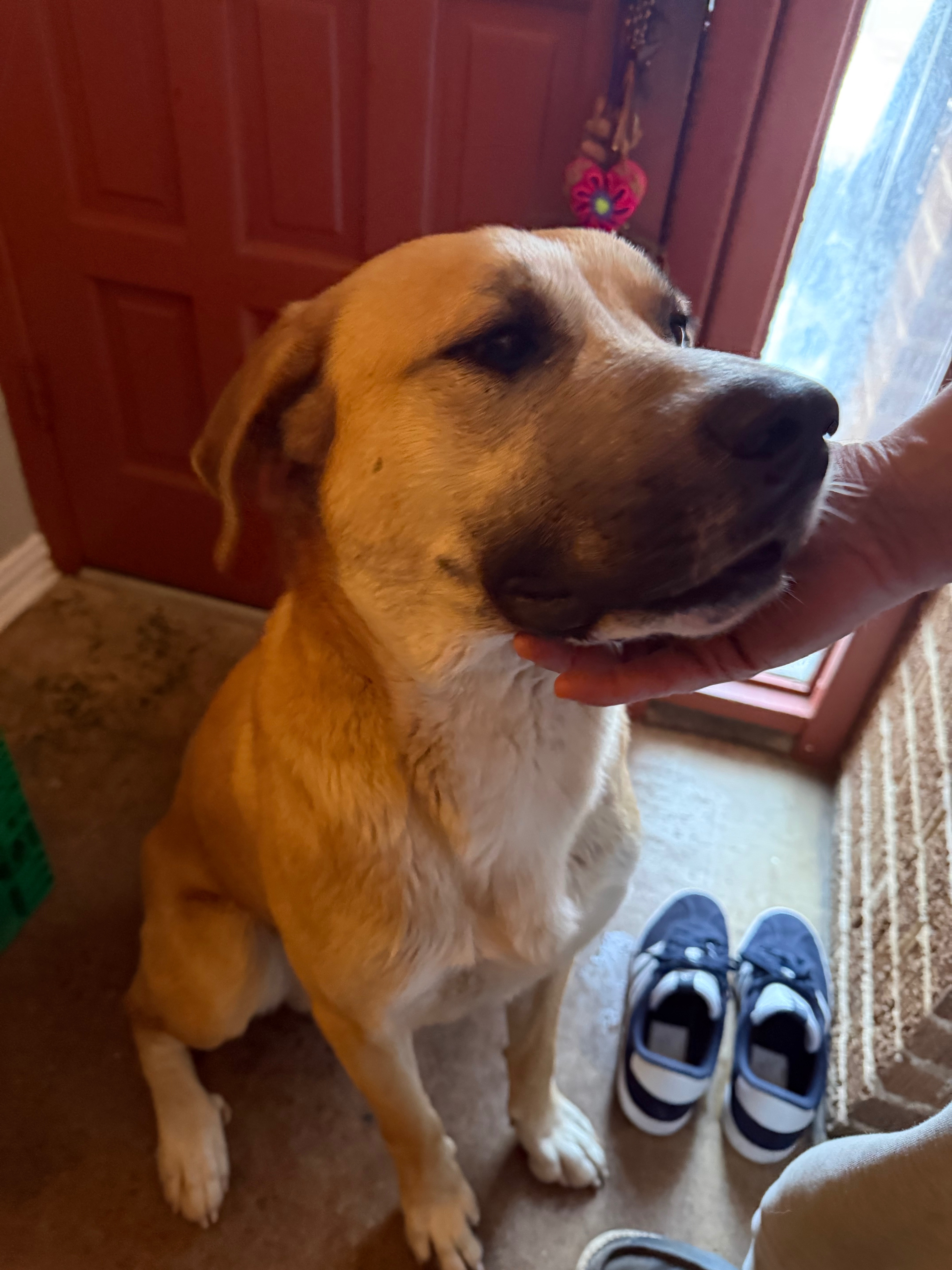 Sweet Tan Dog Found on South B...