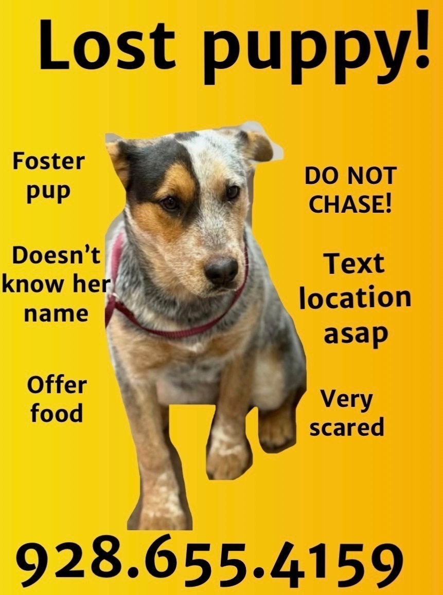 Lost Dog Alert: Nilla Near Route 66!