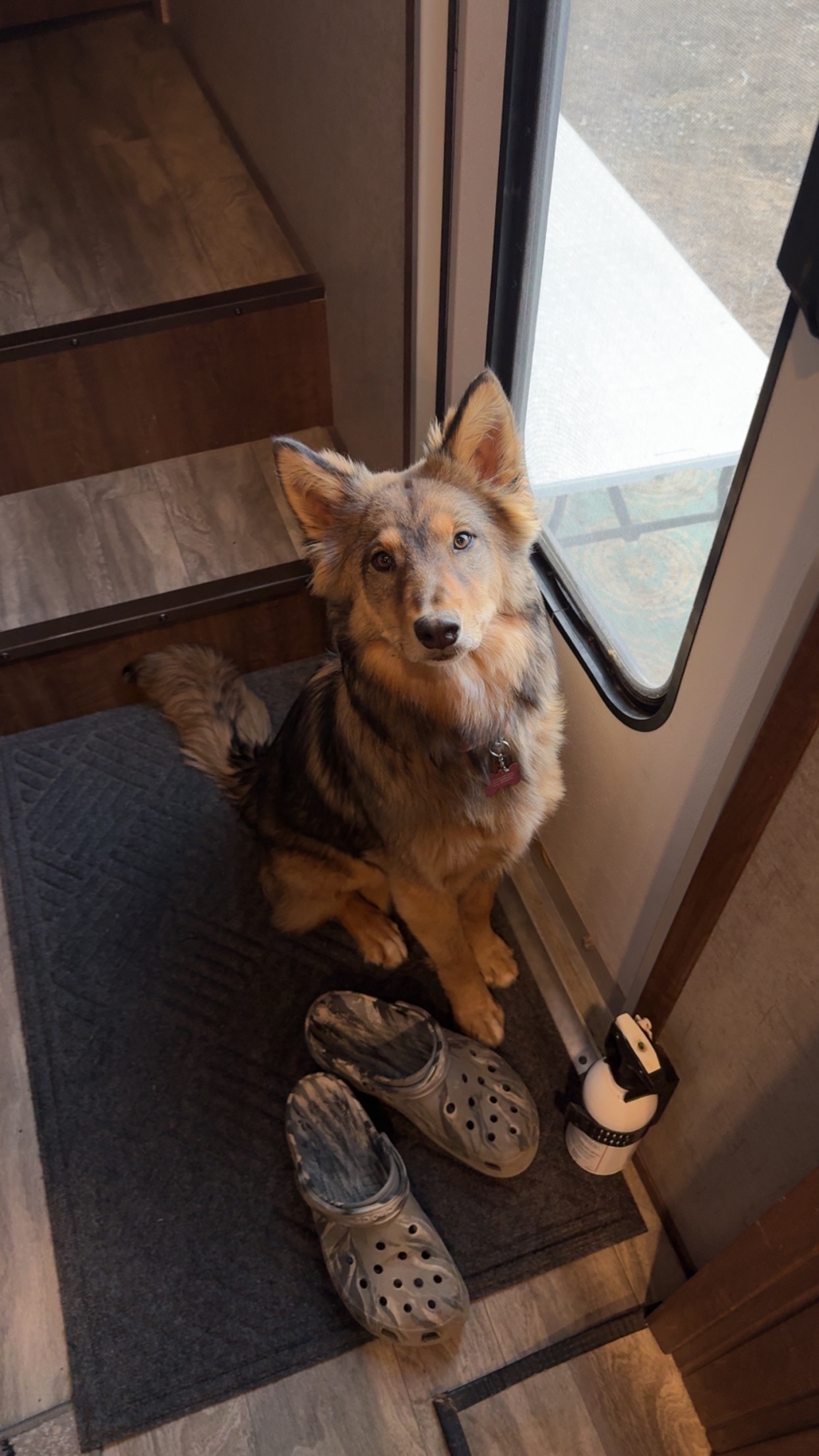 Lost Dog in Fort Valley: Brown/Black Coat