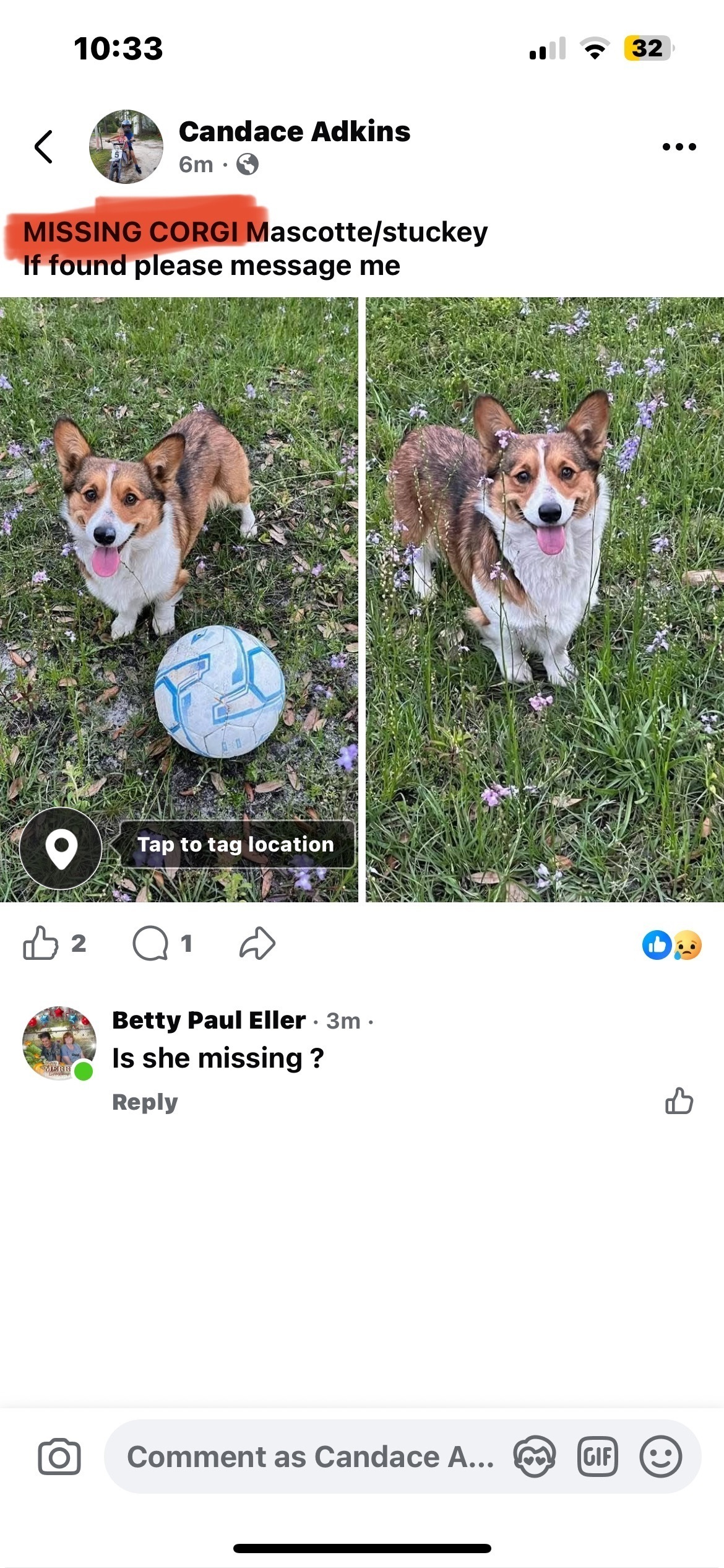 Lost Corgi: Light Brown & White, Mascotte