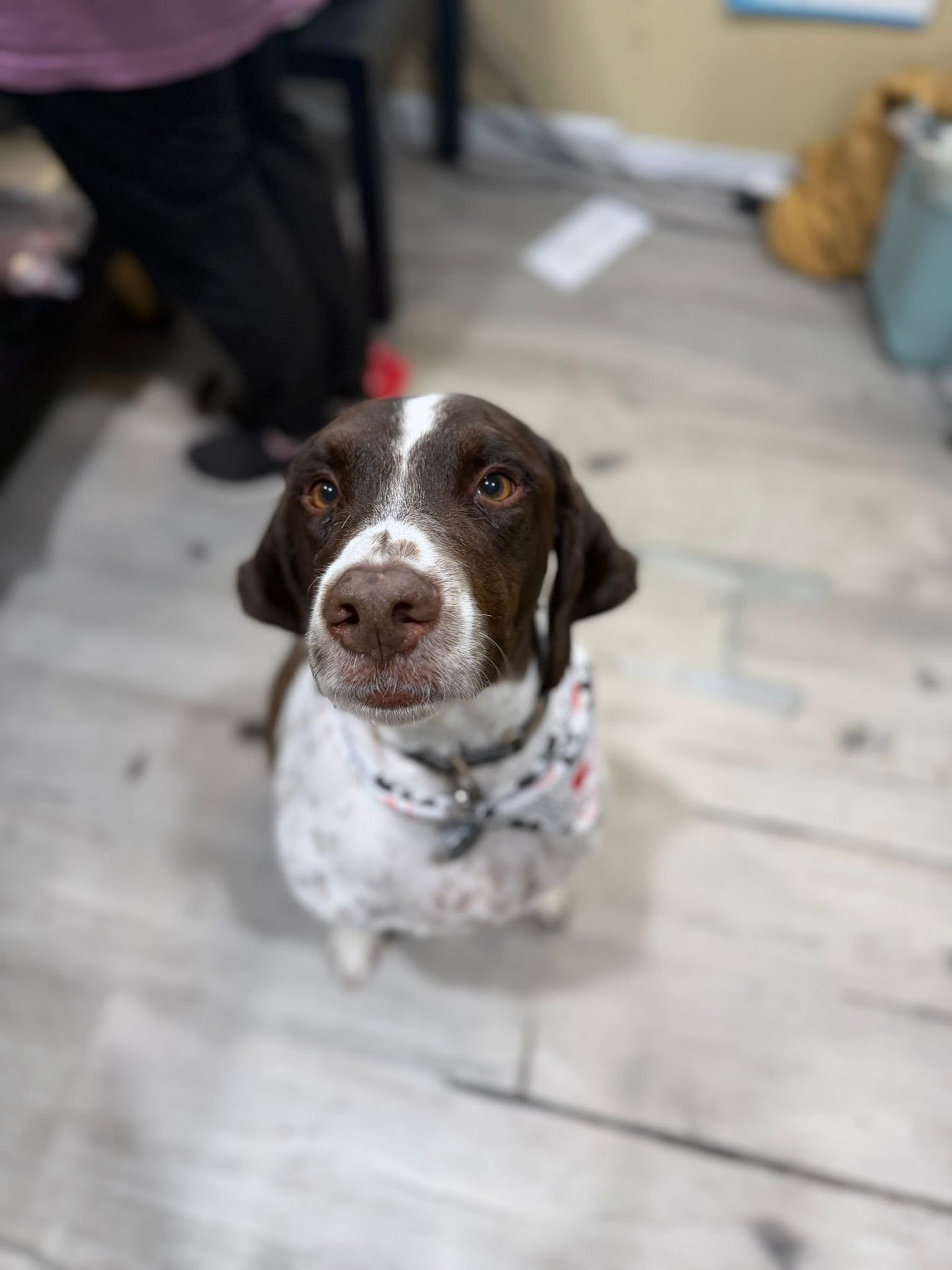 Lost Brittany Spaniel in Tallmansville!