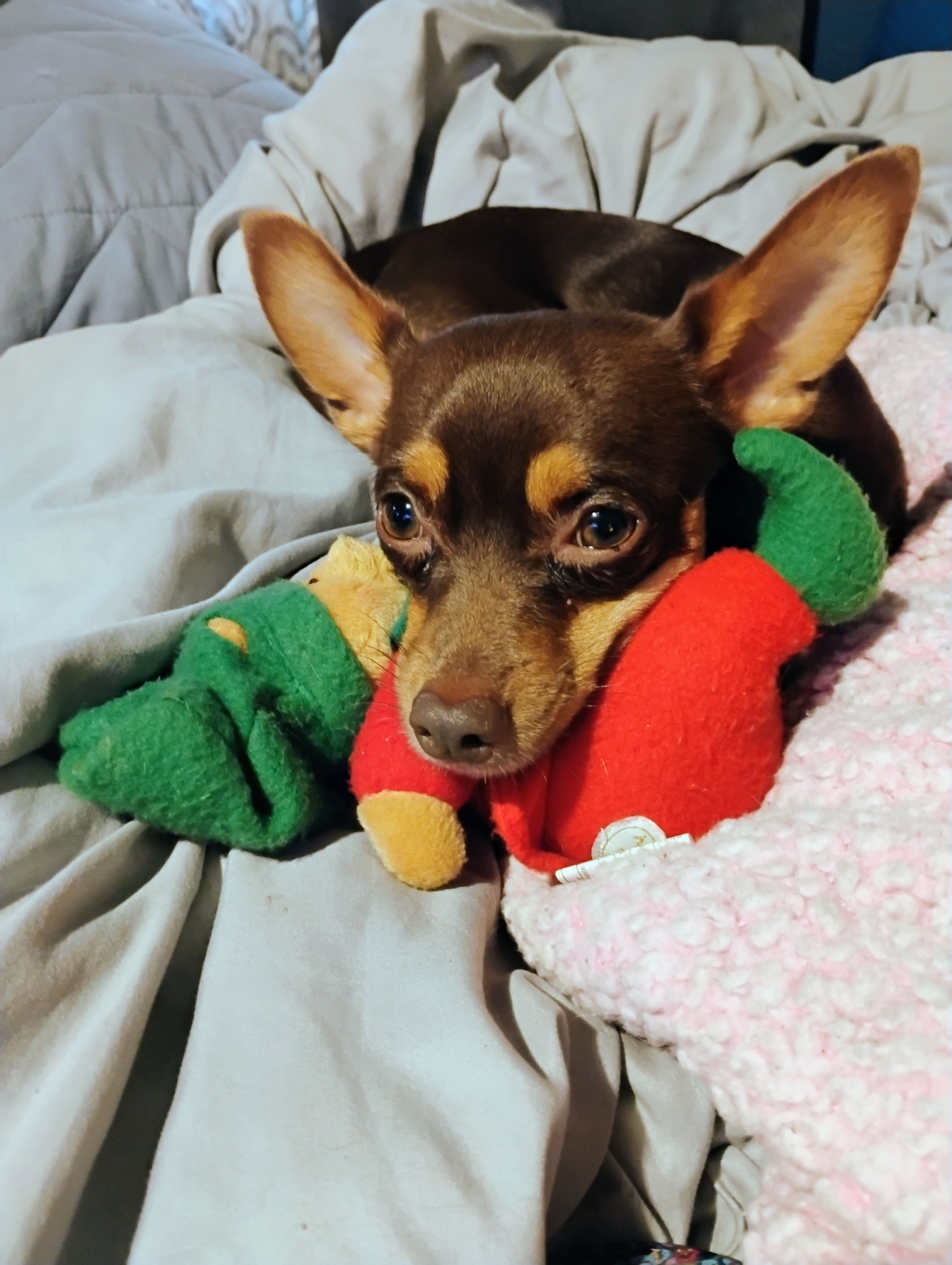 Lost Energetic Chihuahua in Bakersfield