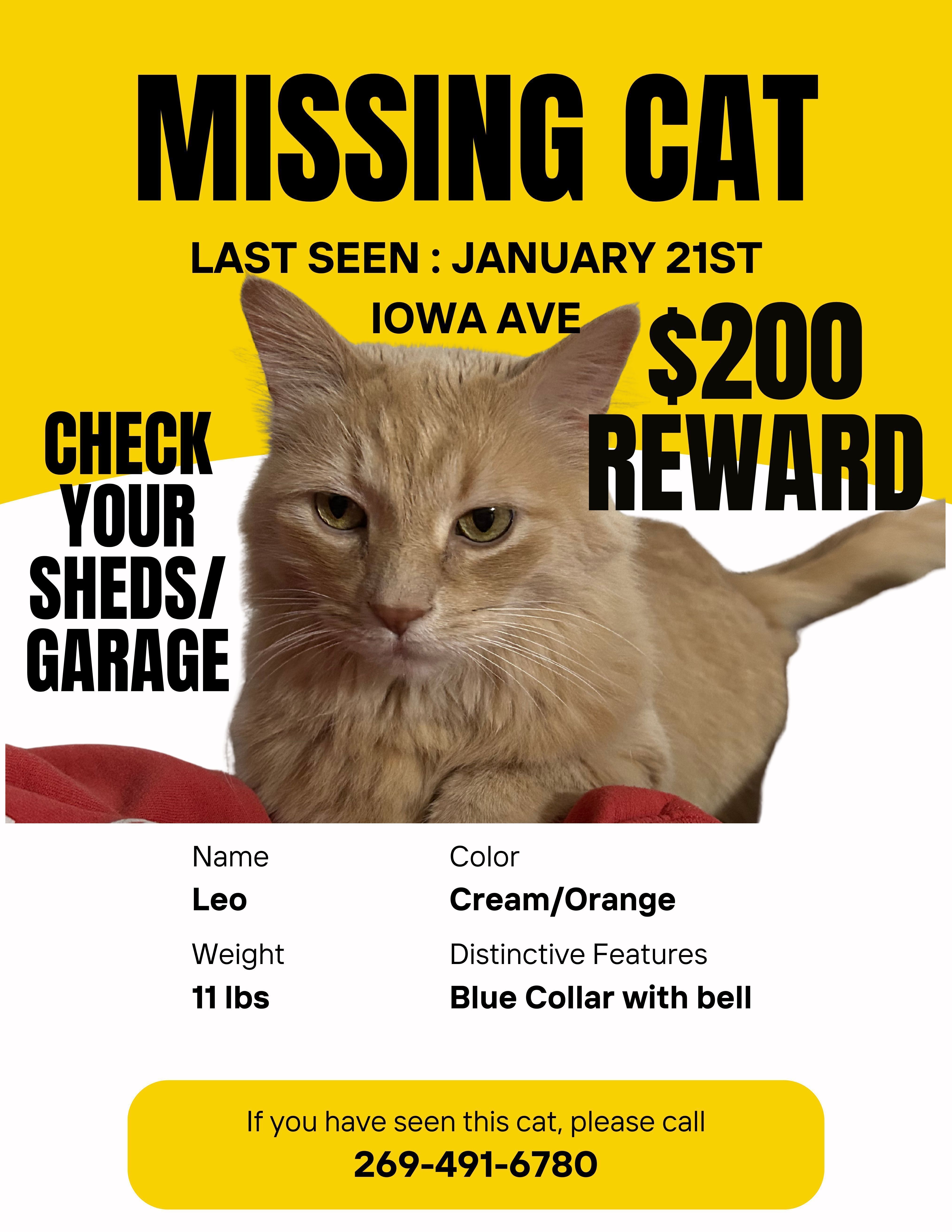 Lost Fluffy Orange Cat: Leo in Portage