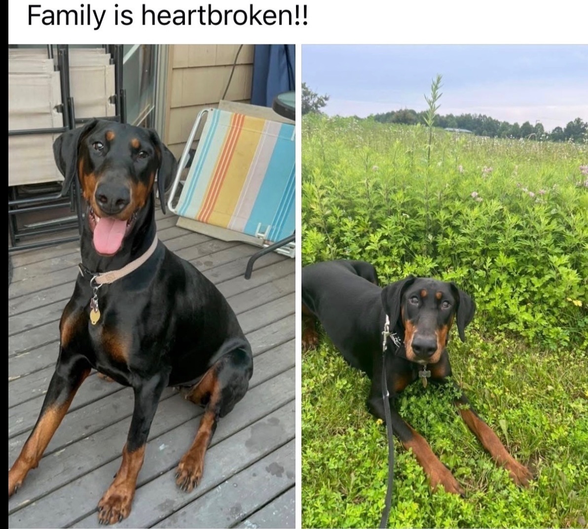 Lost: Friendly Black Doberman in Edison
