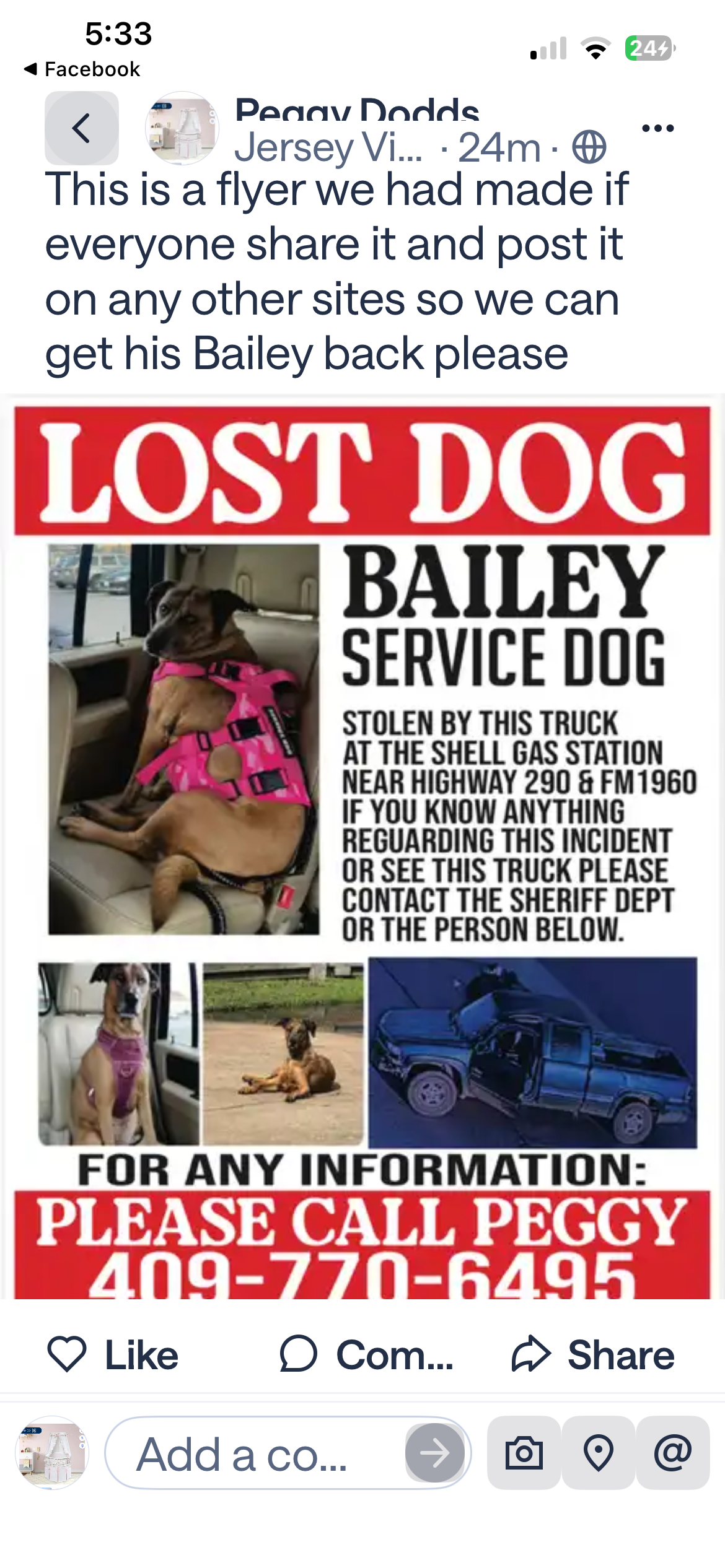 Lost dog, Houston