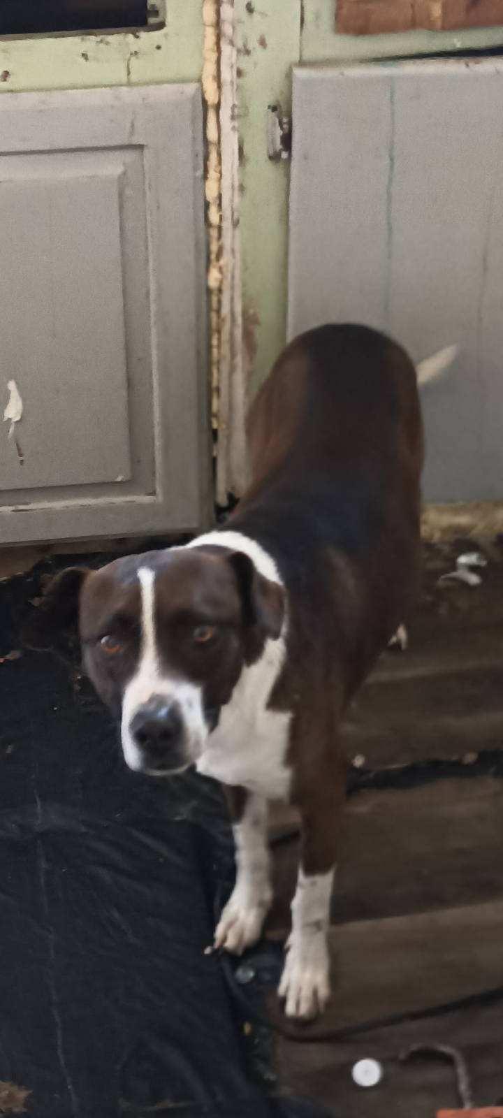 Lost: Little Buddy, Brown & White Dog