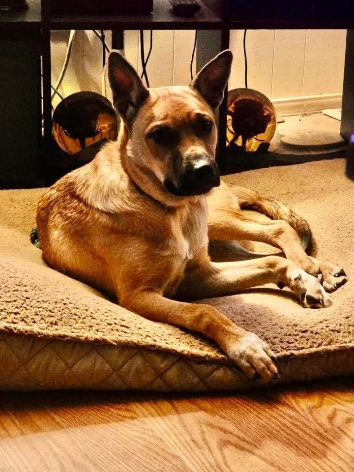 Lost Dog: Help Bring Him Home!