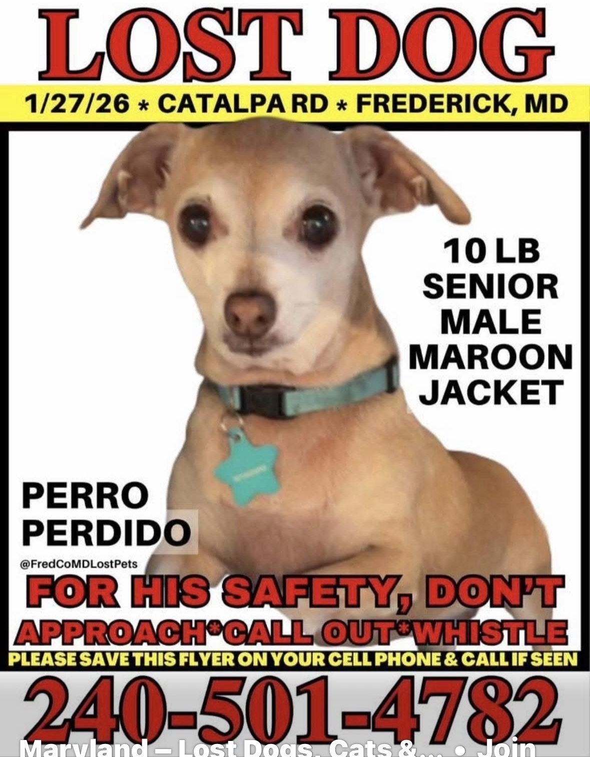 Lost Chihuahua: 15 Yrs, Tan, Burgundy Coat